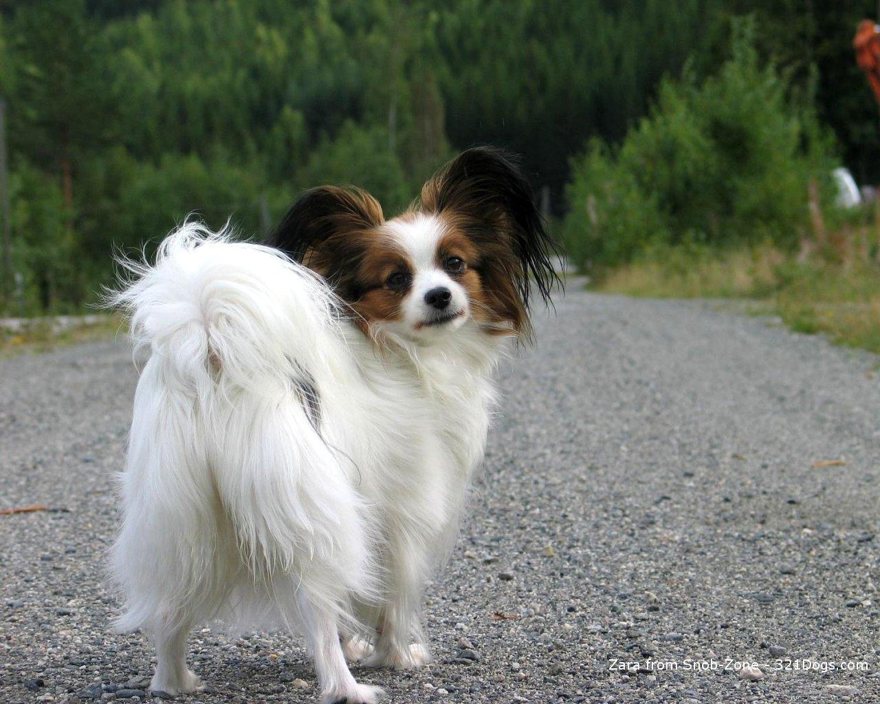 Papillon, Hund, Bild, Niedlich, Haustier, 1280x1030 HD Desktop