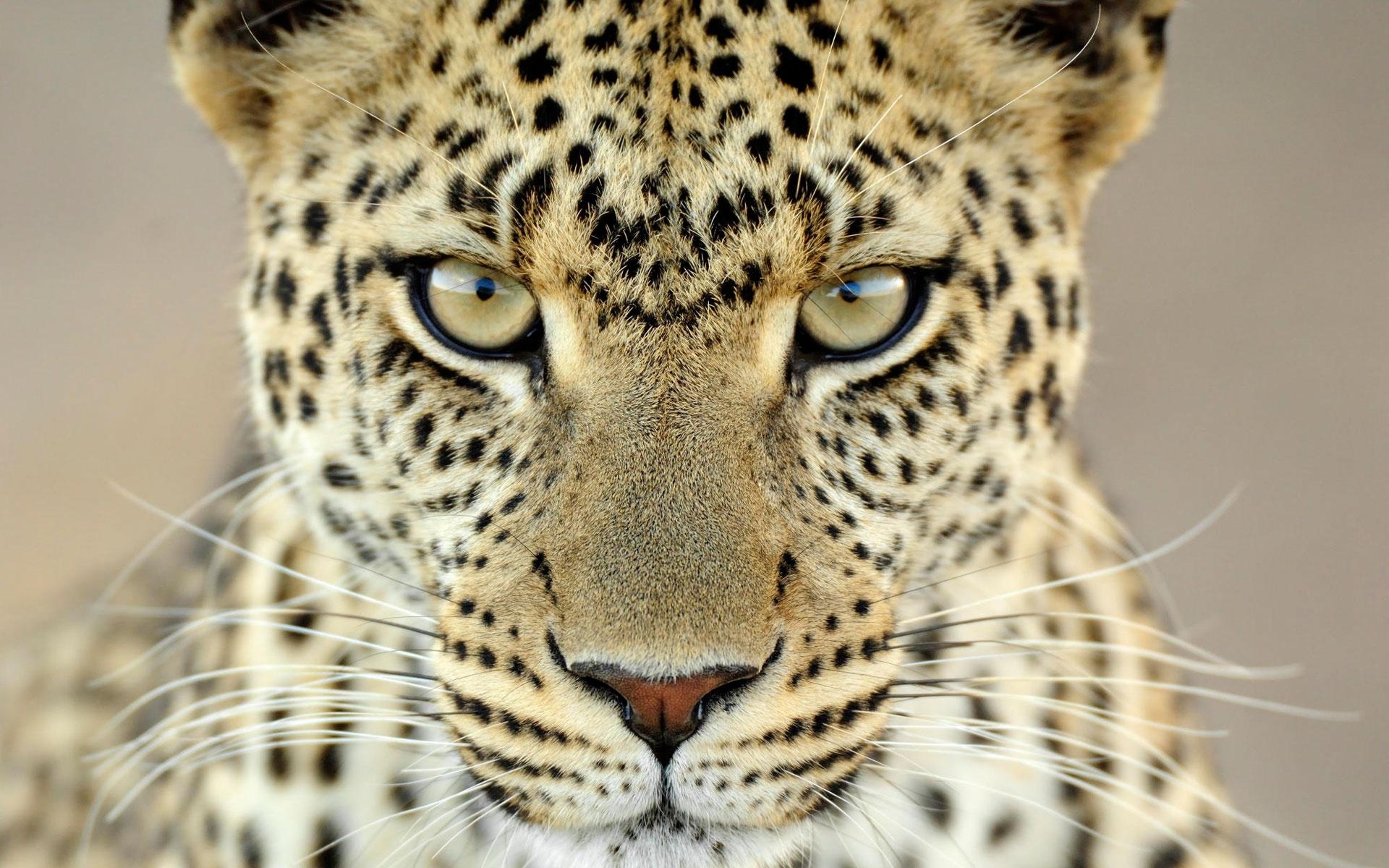 Weiblicher Leopard, Tansania, Hintergrund, Raubtier, Fotografie, 1920x1200 HD Desktop