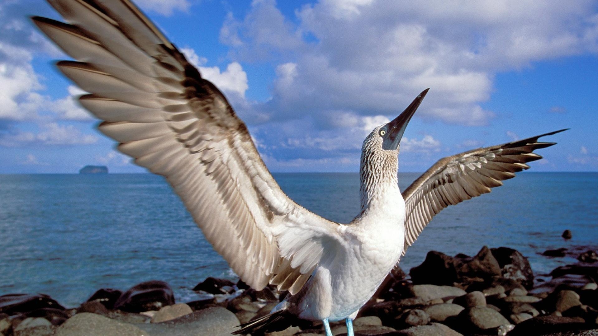 Galapagos Inseln, Reisen, Natur, Ecuador, Südamerika, 1920x1080 Full HD Desktop