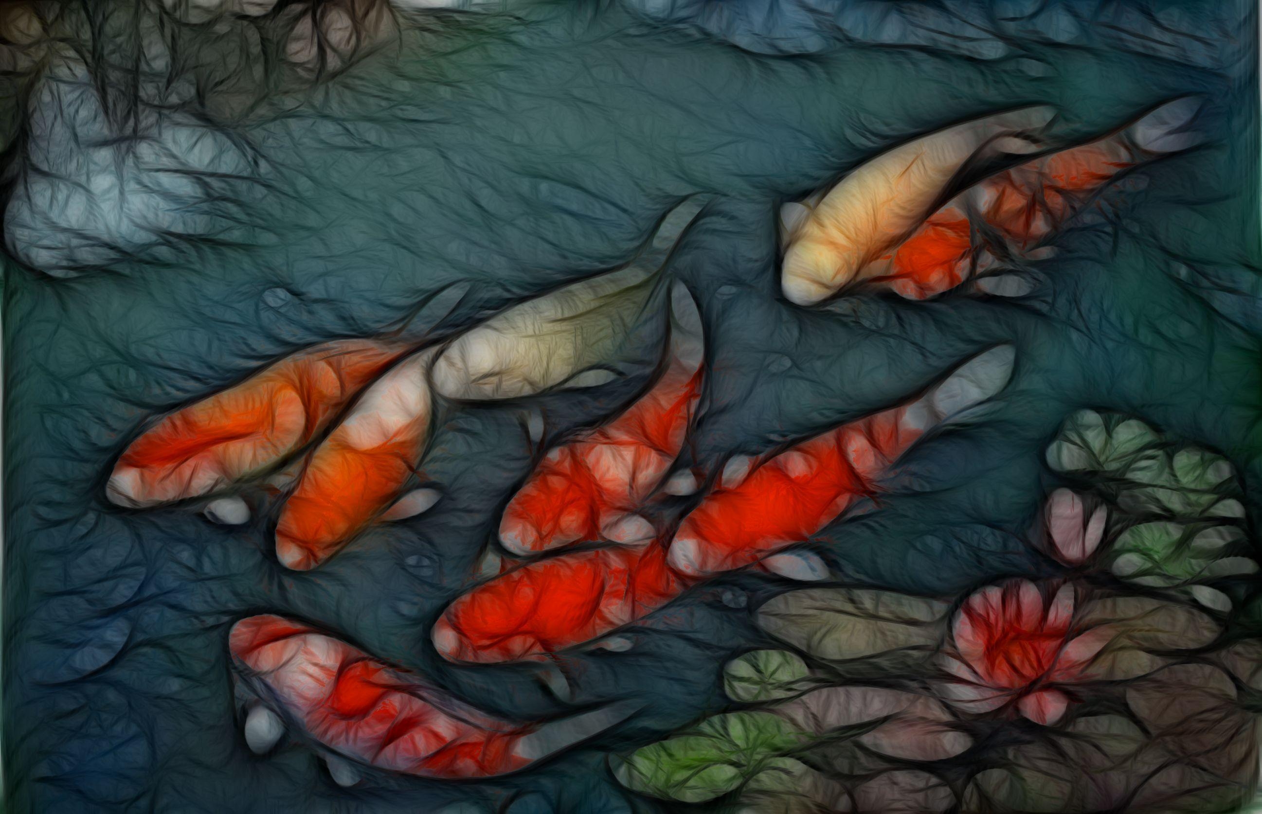 Japanische Koi, Fische, Hintergrund, Wasser, Farbe, 2600x1680 HD Desktop