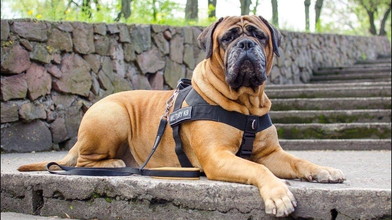 Bullmastiff, Videos, Hund, Tier, HD, 1280x720 HD Desktop