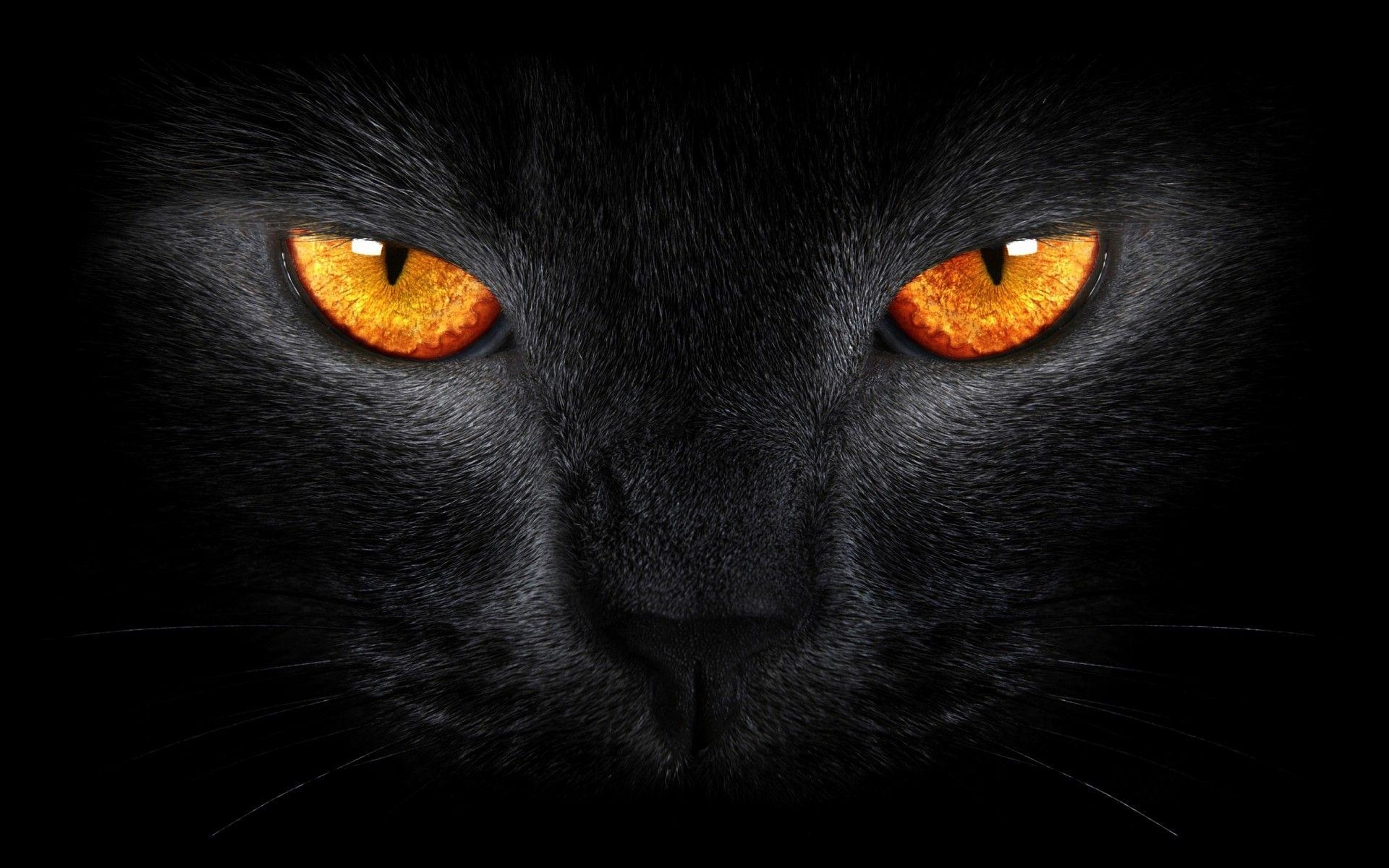 Schwarze Katze, Gruselig, Gelbe Augen, Dunkel, Tiere, 1920x1200 HD Desktop