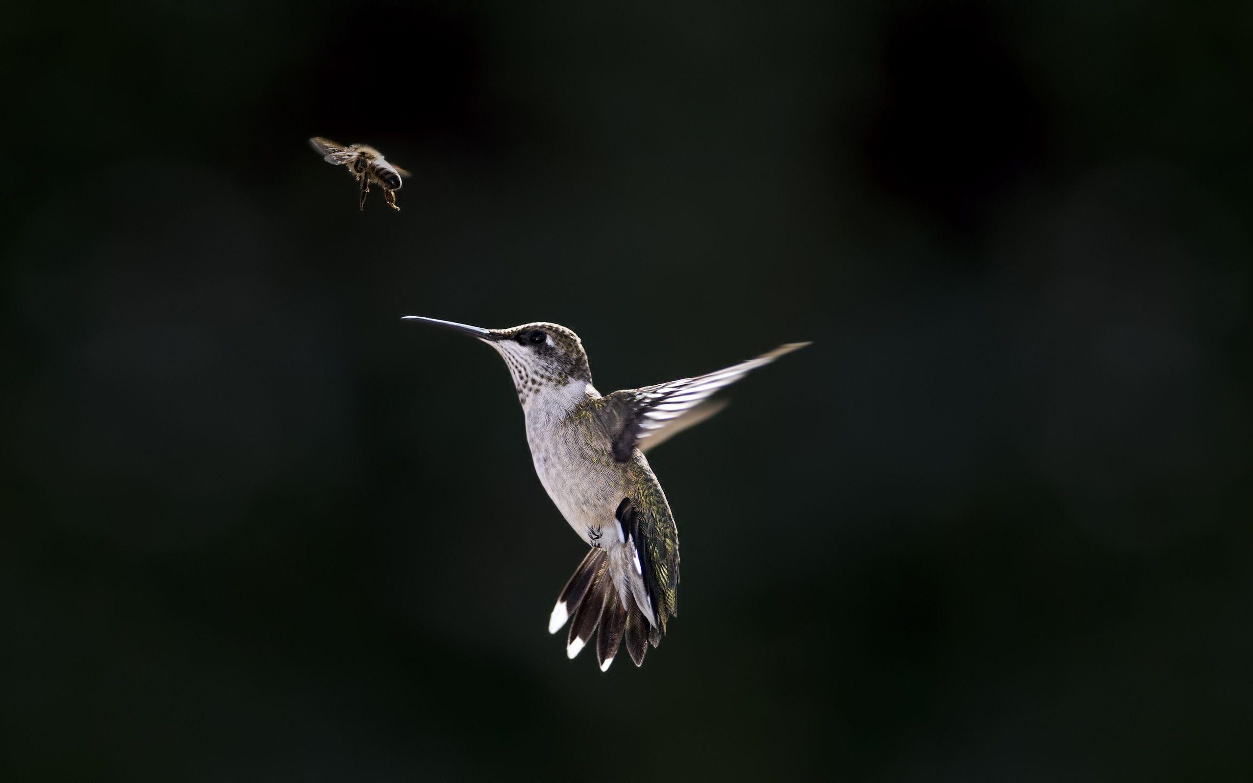 Kolibri, 19959px, Foto, Hintergrund, Vogel, 2560x1600 HD Desktop