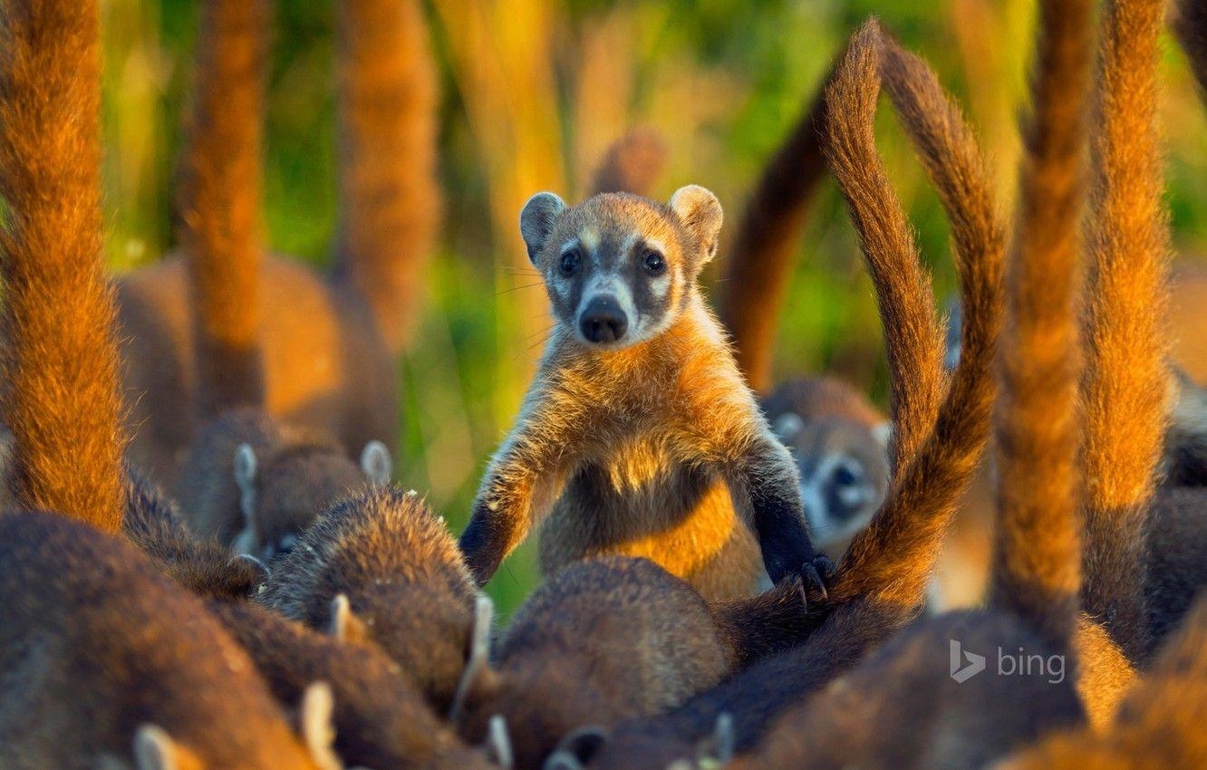 Mexiko Cozumel, Säugetier, Coati, Tierwelt, Insel, 1340x850 HD Desktop