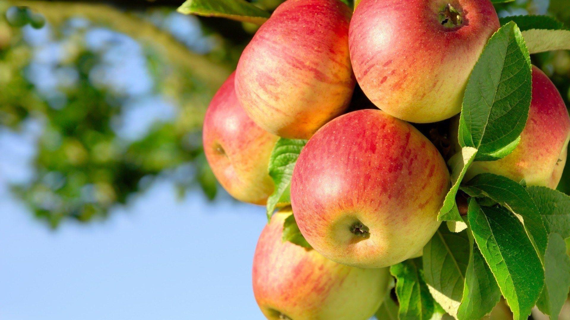 Apfelbaum, Obst, Natur, Frisch, Blätter, 1920x1080 Full HD Desktop