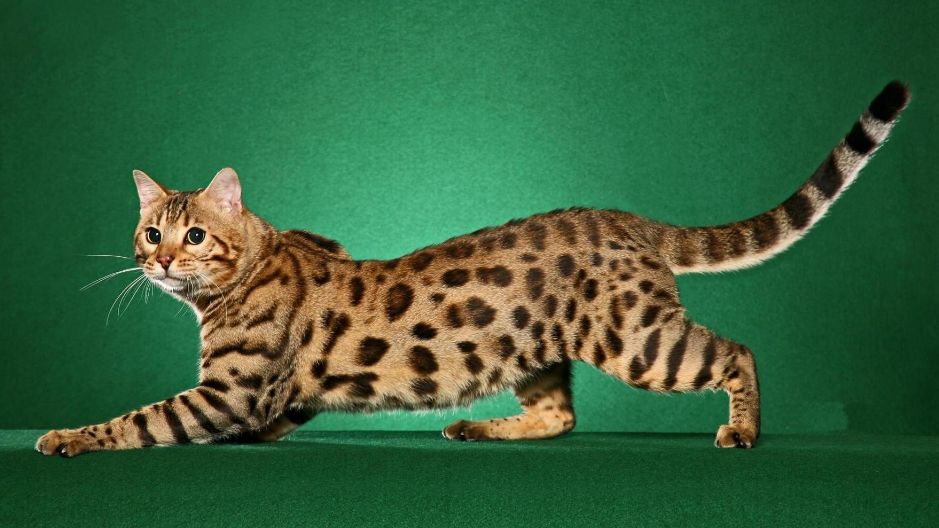 Bengalkatze, Full-HD, Desktop, Tiere, Bild, 1920x1080 Full HD Desktop