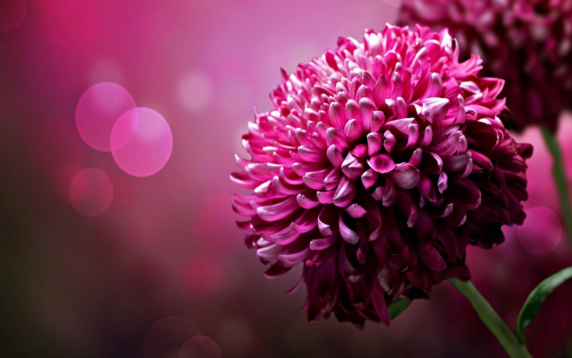 Chrysantheme, Dunkelrosa, Blume, Bild, Natur, 1920x1200 HD Desktop