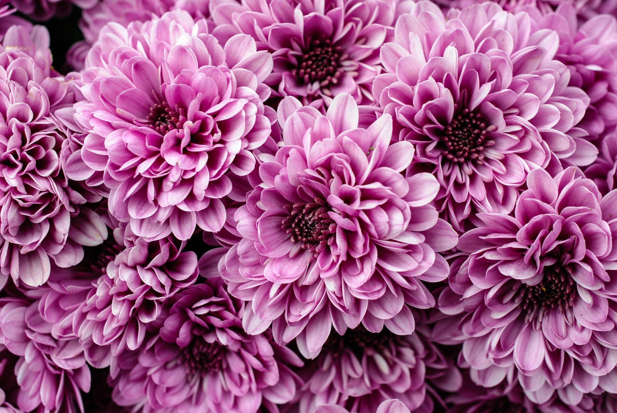 Chrysantheme, Lila, HD, Blume, Natur, 2050x1380 HD Desktop