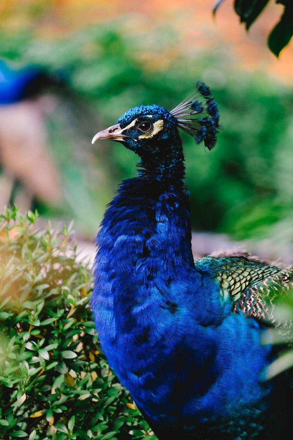 Pfau, Tierbilder, HD-Foto, Bild herunterladen, Vogel, 1000x1500 HD Handy