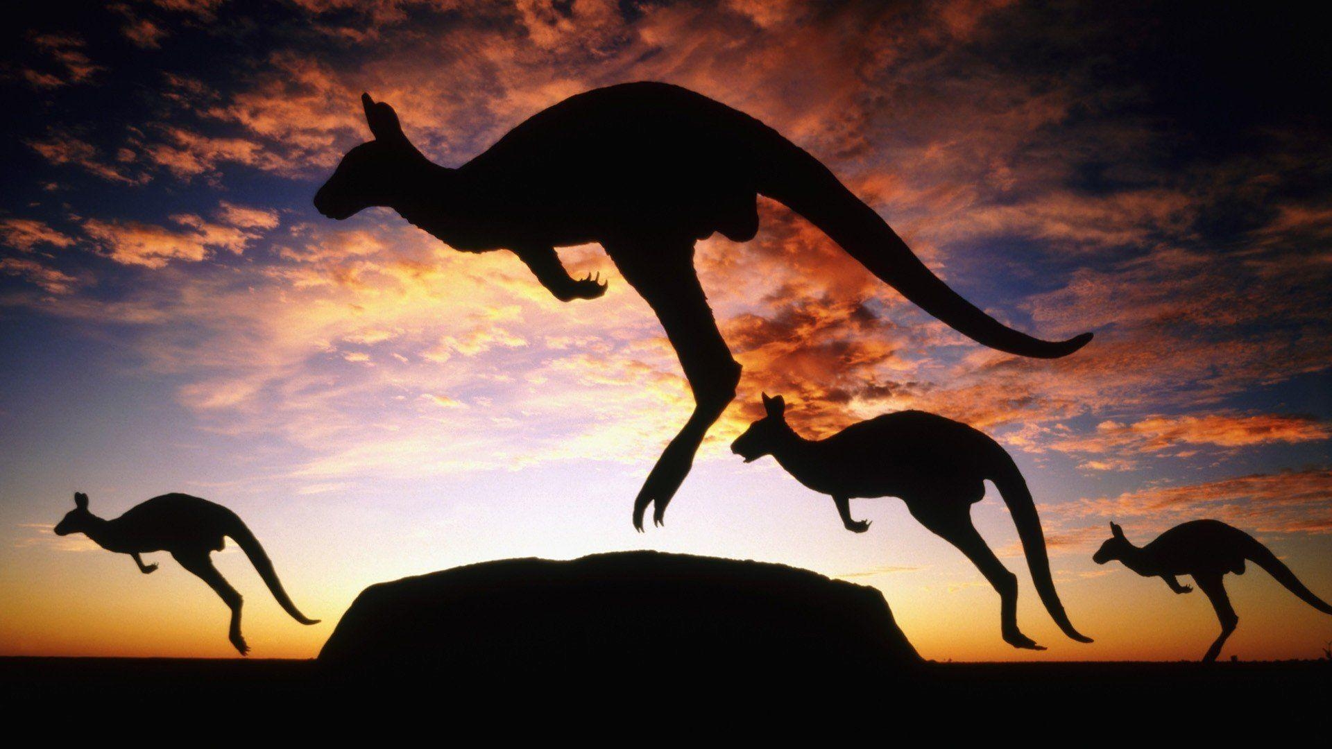 Kängurus, Ayers Rock, Uluru, HD, Desktop, 1920x1080 Full HD Desktop