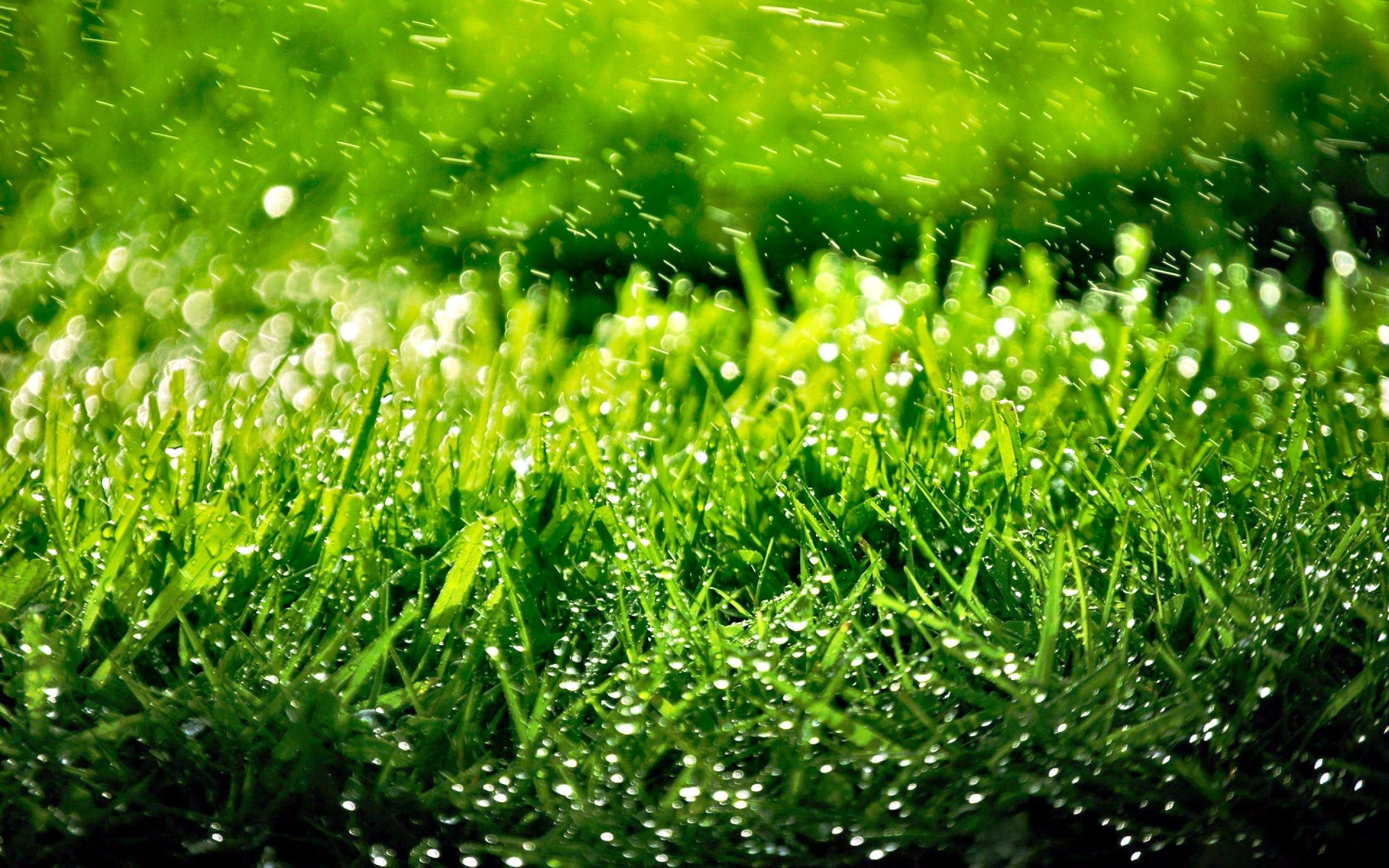 Gras, Natur, HD, Wallpaper, Lebendig, 3040x1900 HD Desktop