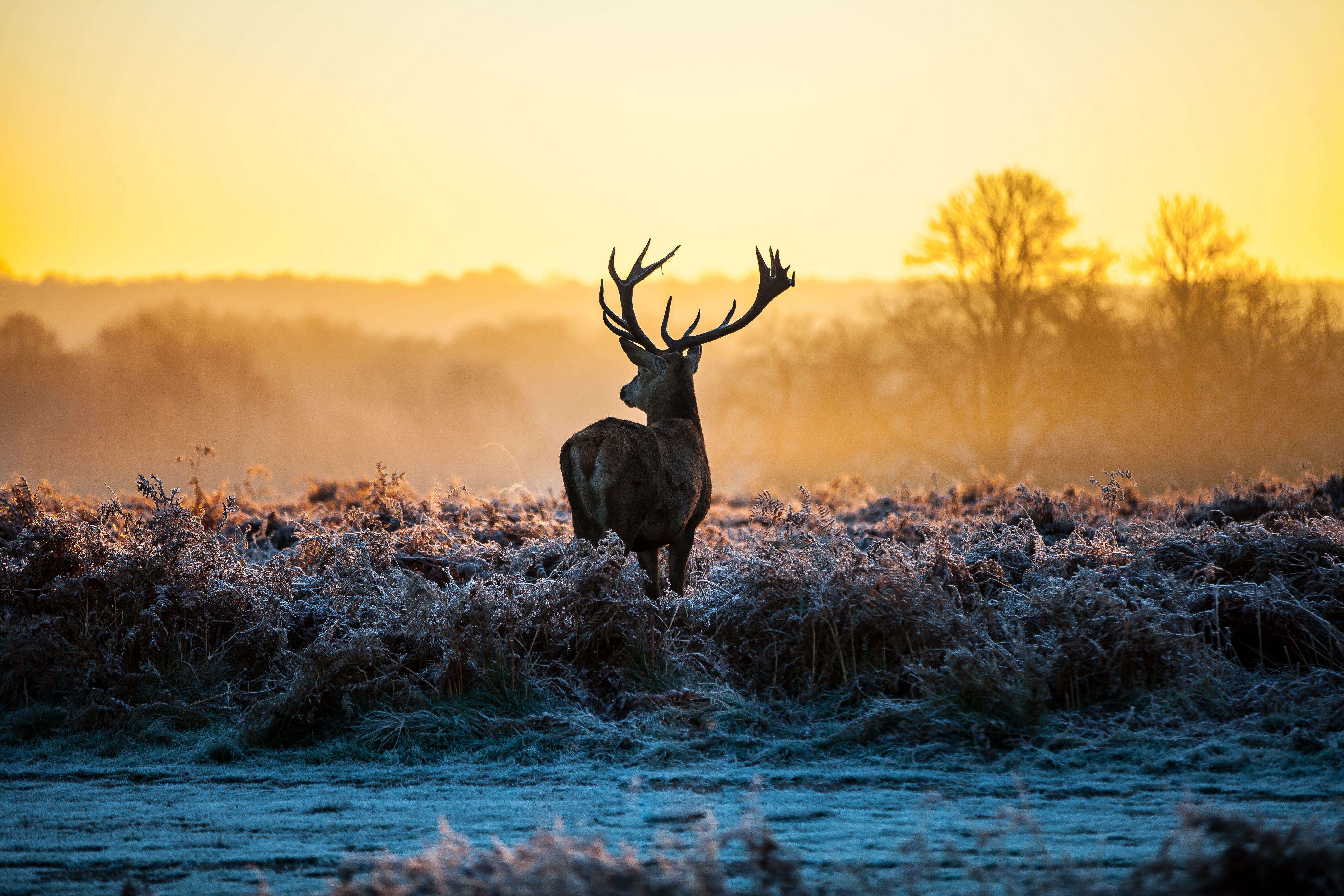 Hirsch, Neu, HD, Hintergrund, Auflösung, 5620x3750 4K Desktop