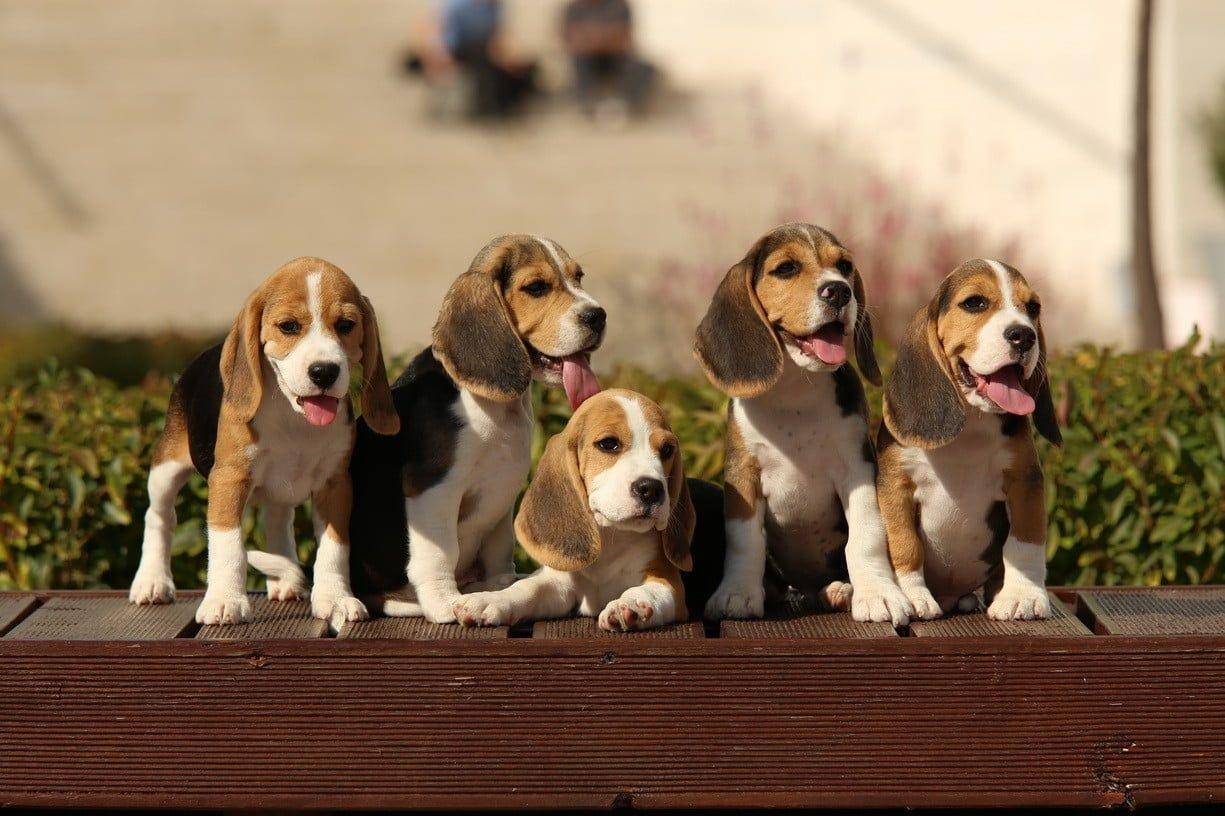 Beagle, Welpen, Hund, HD, Hintergrund, 1230x820 HD Desktop