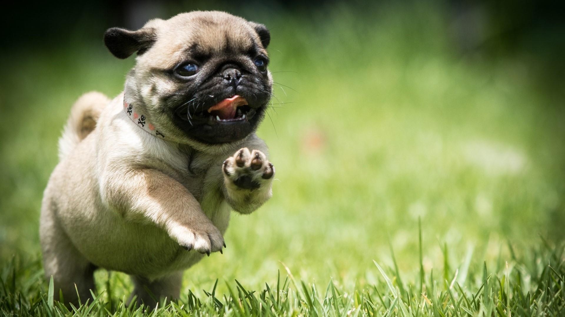 Mops Welpe, Hintergrund, Tiere, 1920x1080 Full HD Desktop
