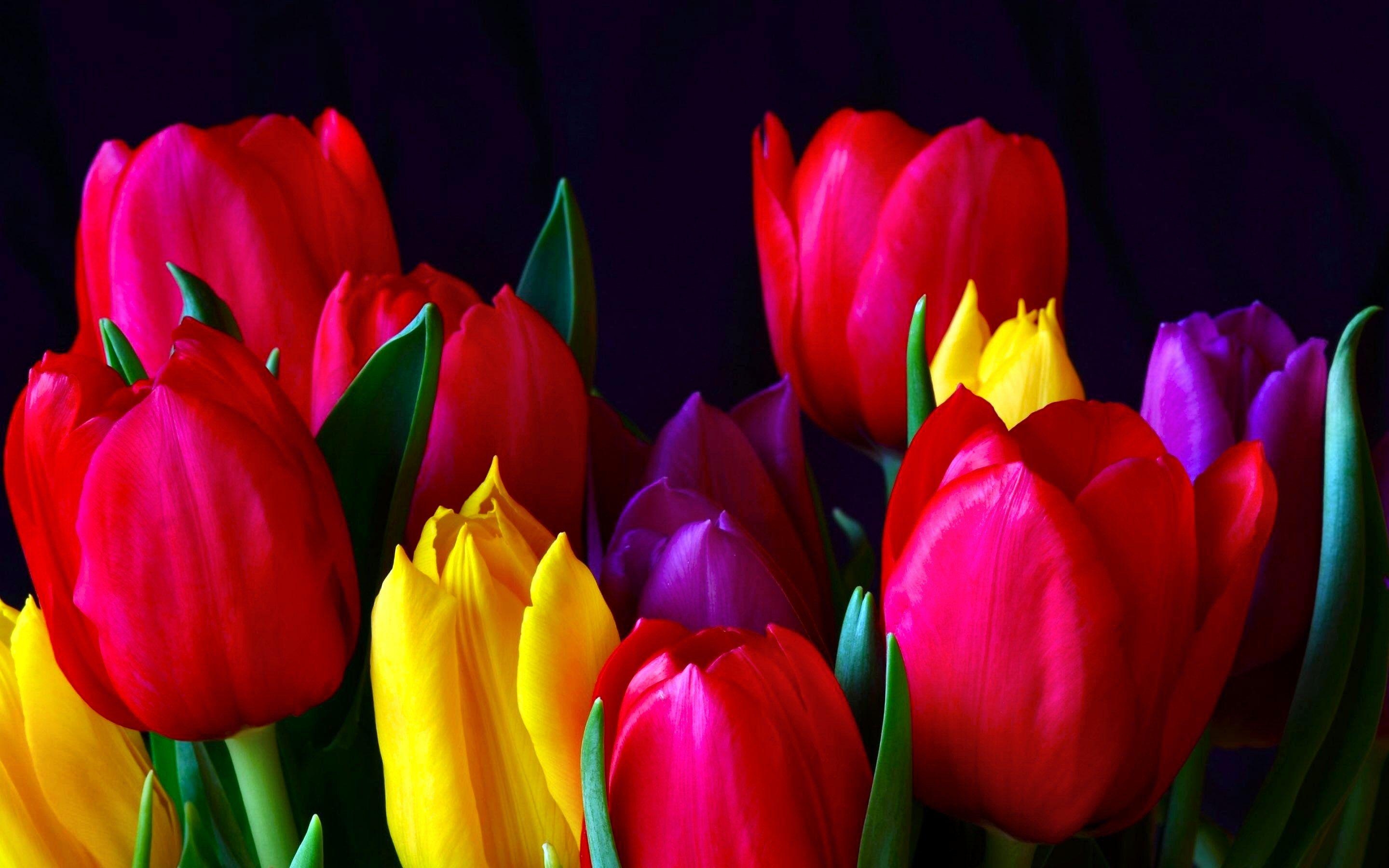 Tulpe Natur, HD, Hintergrund, Bild, Farbenpracht, 2880x1800 HD Desktop