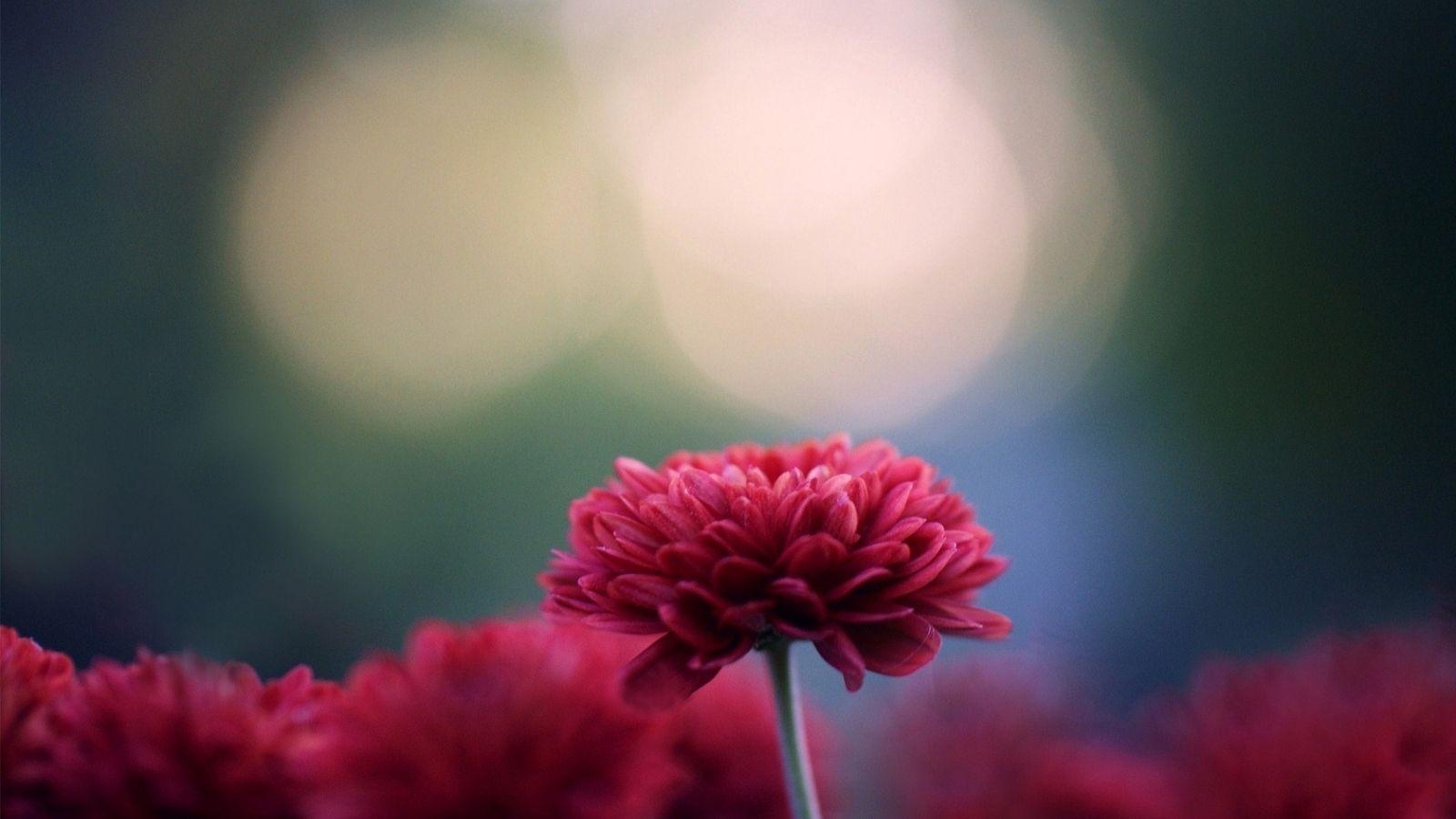 Chrysantheme, Kostenlos, Download, Hintergrund, Blume, 1600x900 HD Desktop