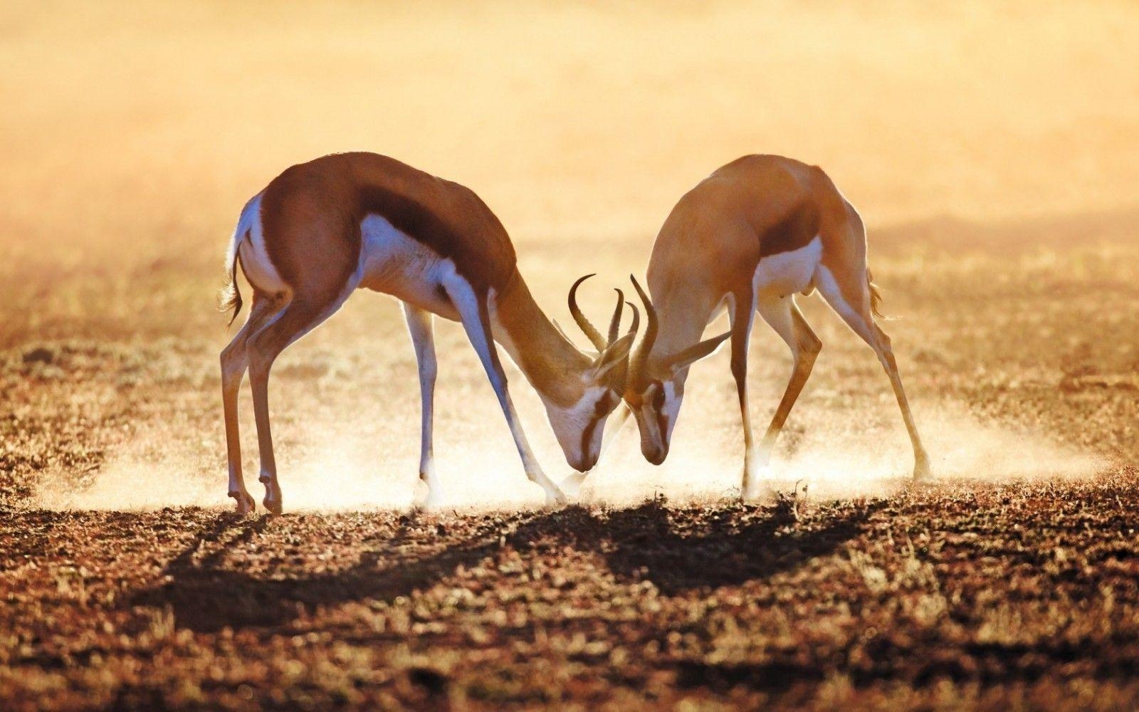 Antilope, Hochwertig, Bild, Hintergrund, Wildtiere, 1600x1000 HD Desktop