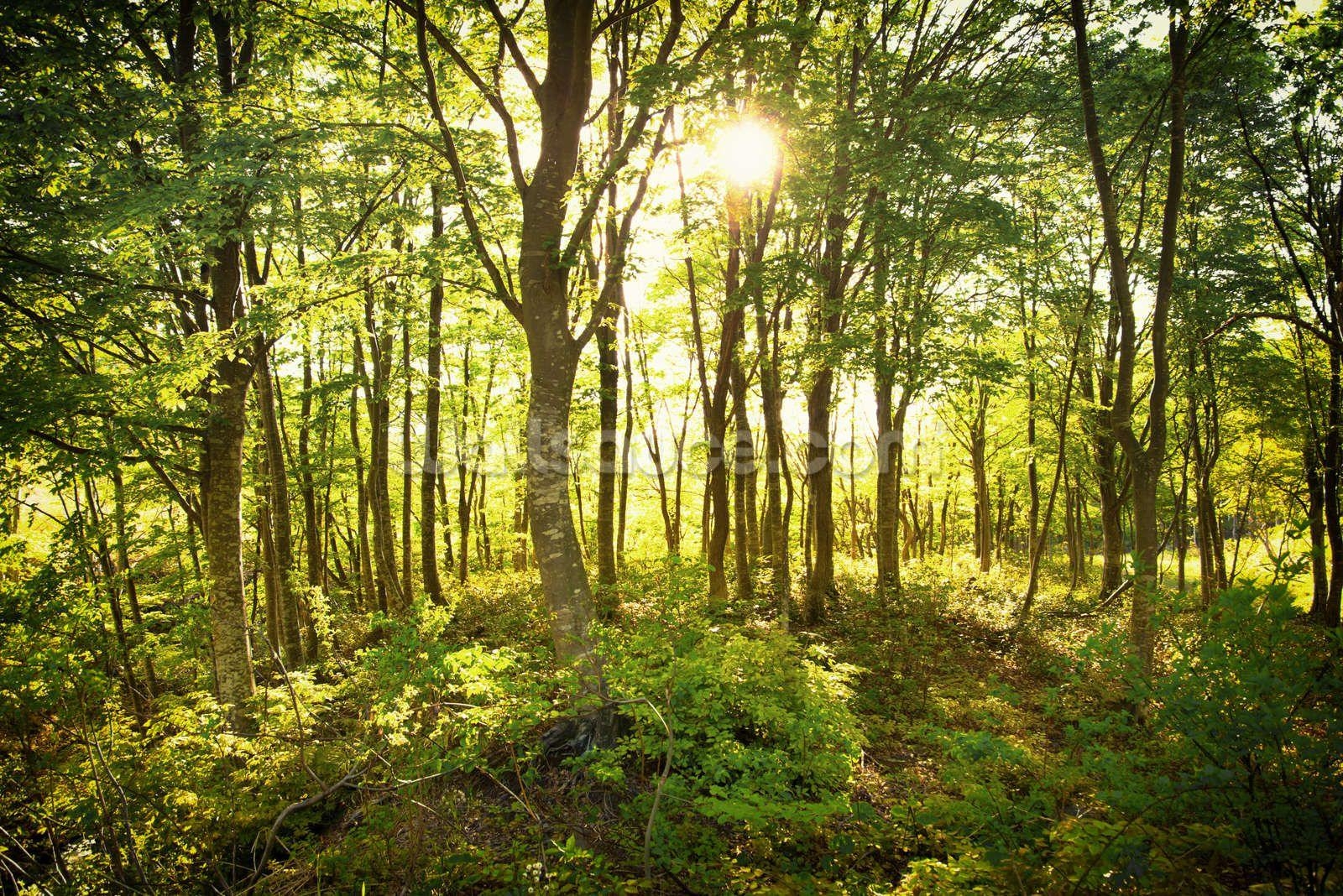 Verzauberter, Wald, Neuseeland, Natur, Wandbild, 1600x1070 HD Desktop