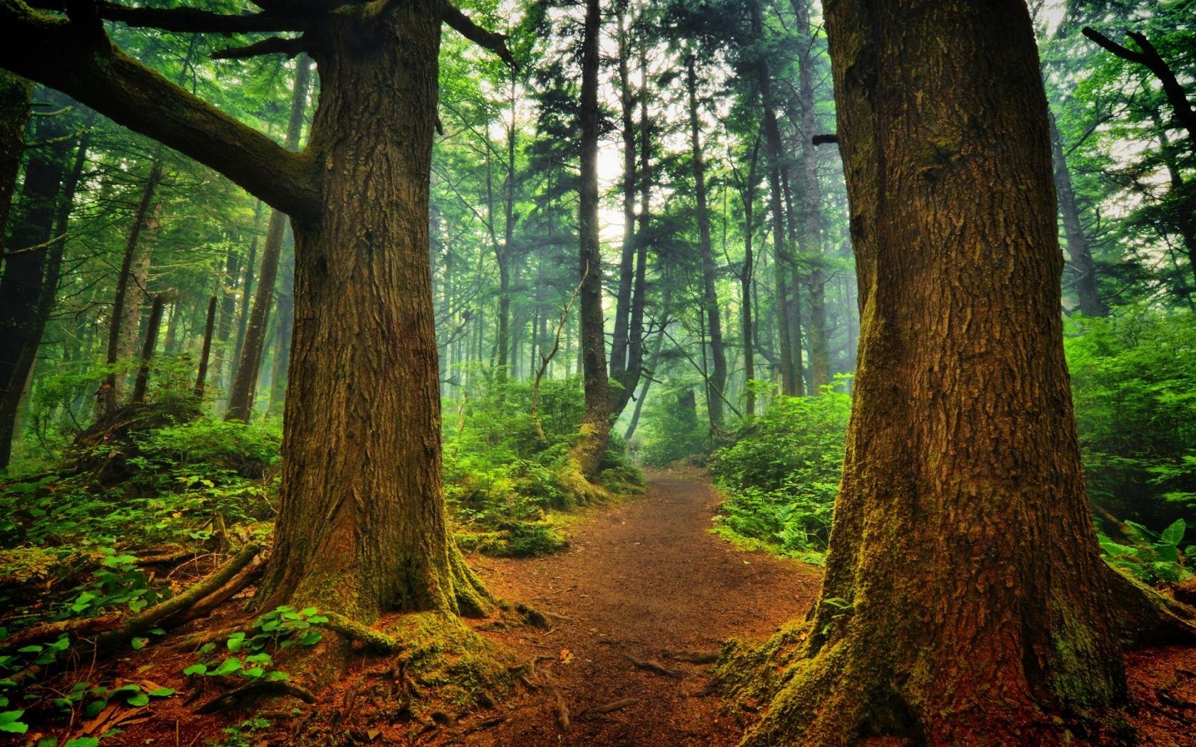 La Push, Wald, Landschaft, Natur, JPG, 1680x1050 HD Desktop