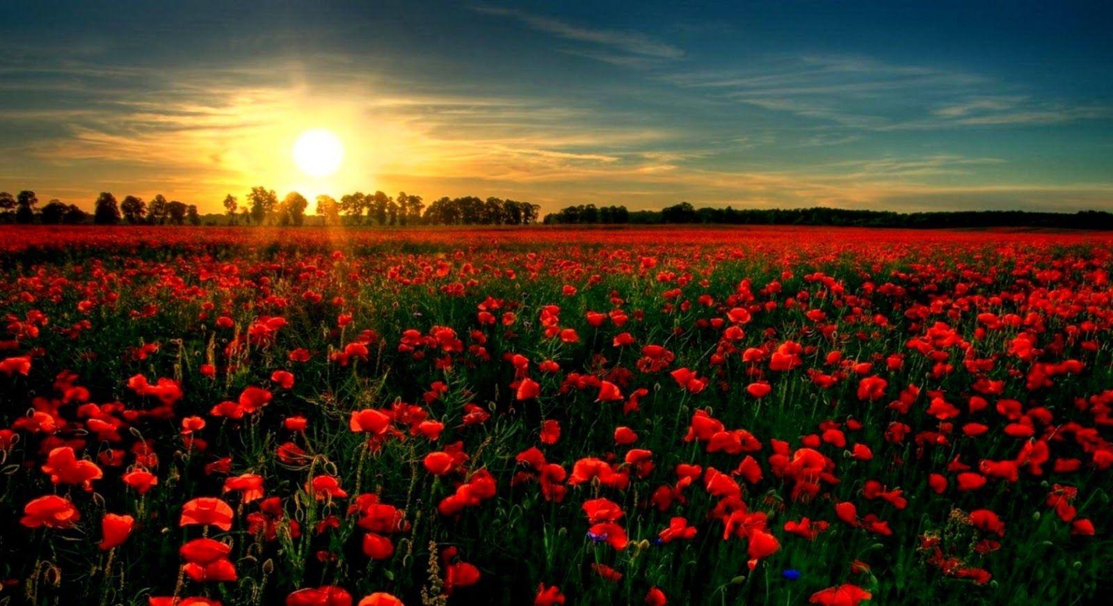 Mohnblume, rote Blüten, Feld, Natur, 1600x880 HD Desktop