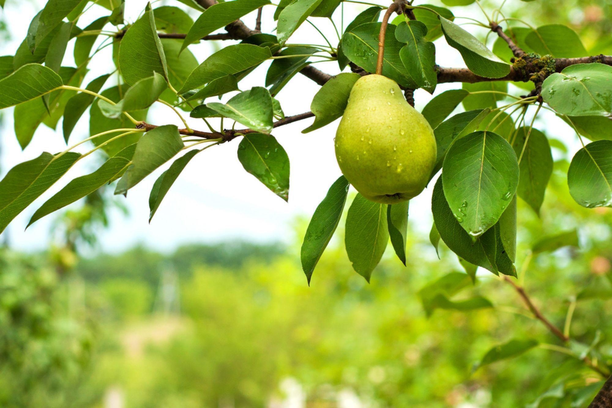 Birnenbaum, hochauflösend, Bildqualität, Fotografie, Essen, 2000x1340 HD Desktop