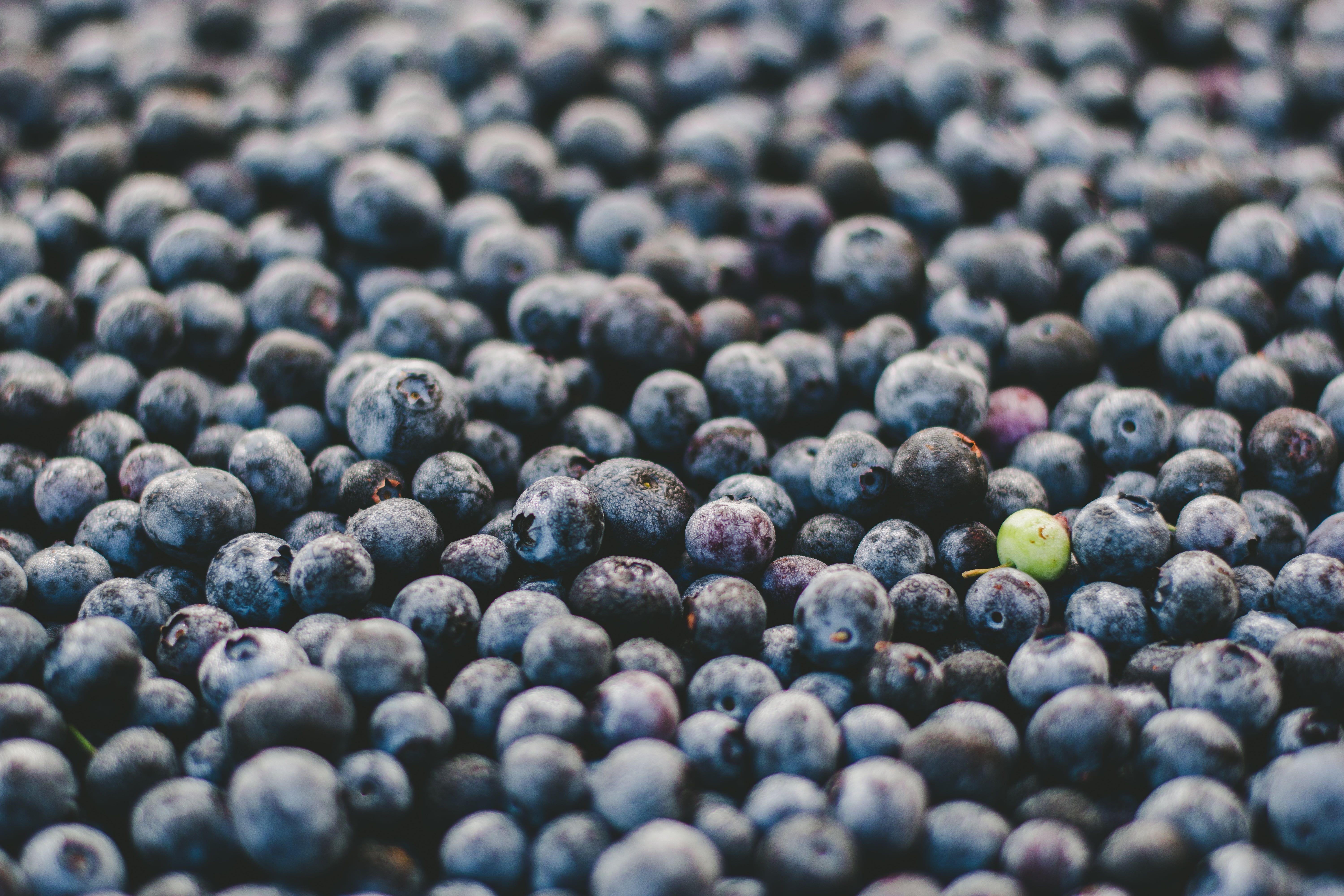 Blaubeeren, Früchte, Beeren, Reif, HD, 6000x4000 4K Desktop