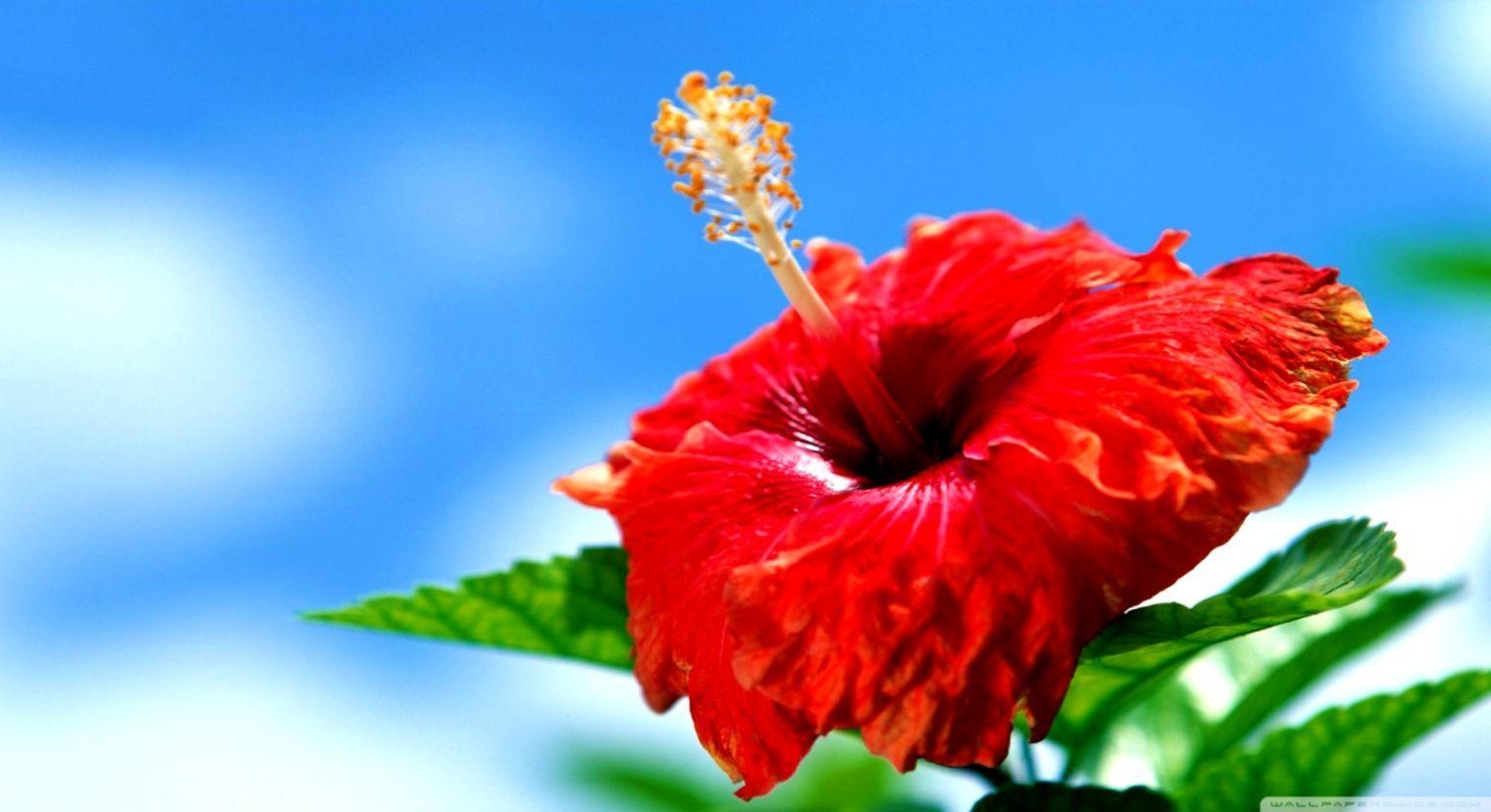 Hibiskusblumen, Blumenvielfalt, Natur, Farbenfreude, Botanik, 1520x830 HD Desktop