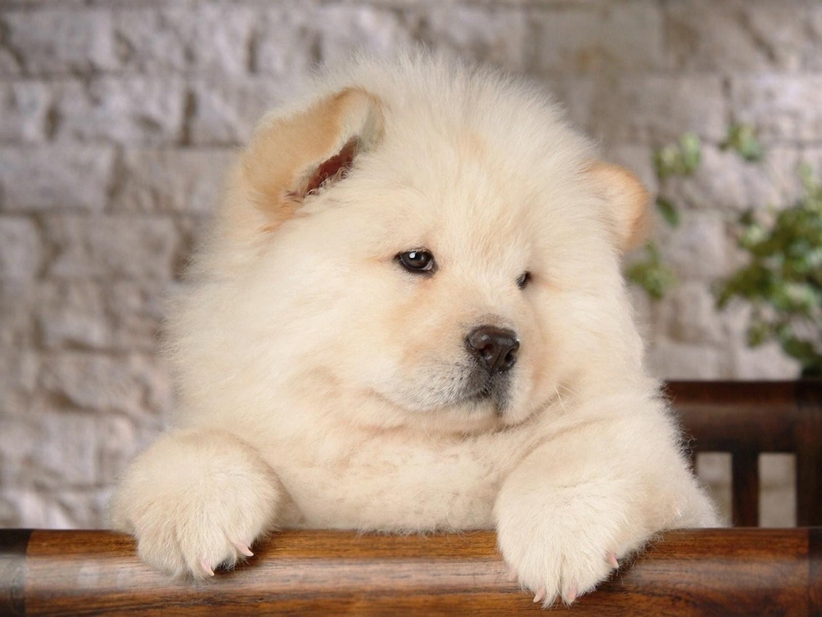 Chow Chow, 1200px, Bild, HD, Tier, 1600x1200 HD Desktop