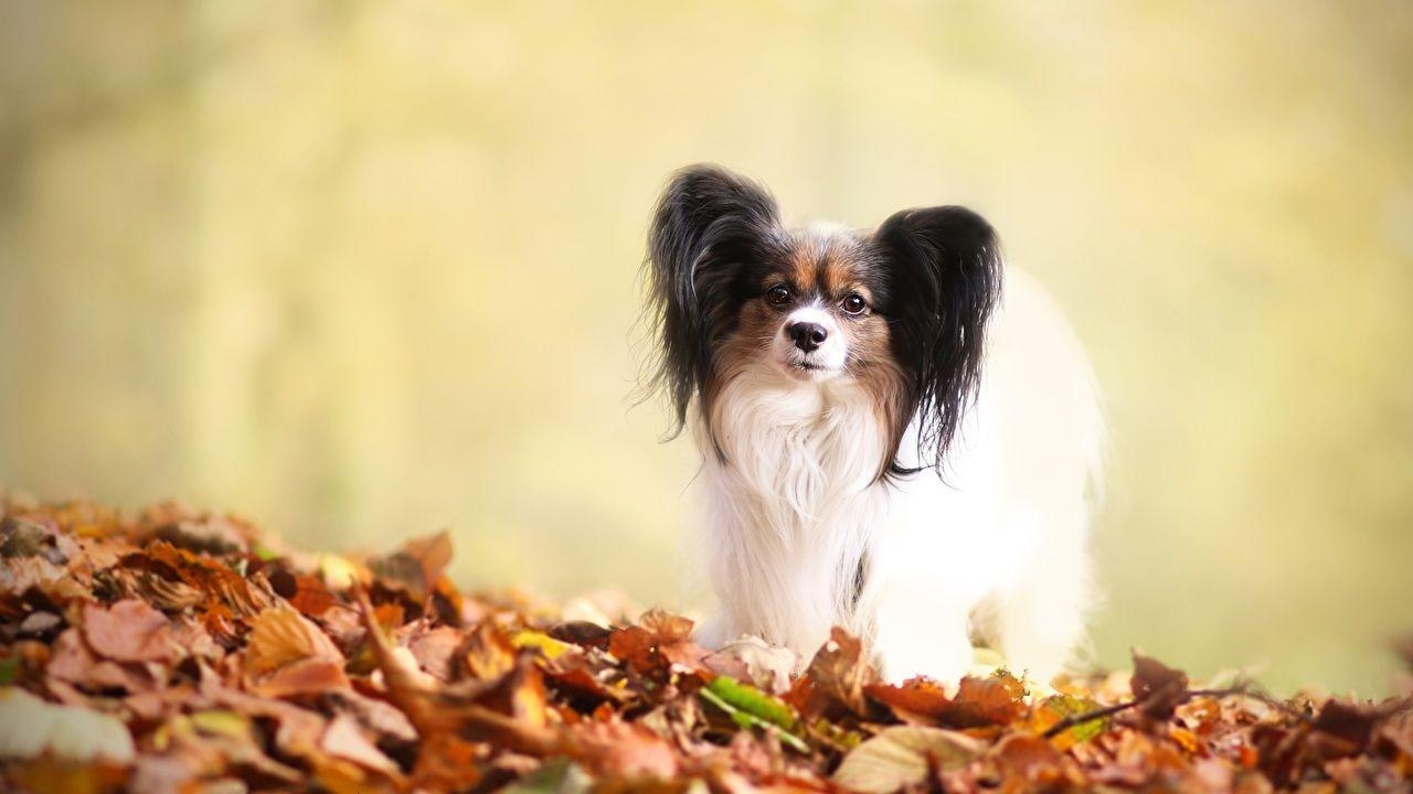 Papillon Hund, Tier, Desktop, Bildschirm, Bild, 1280x720 HD Desktop