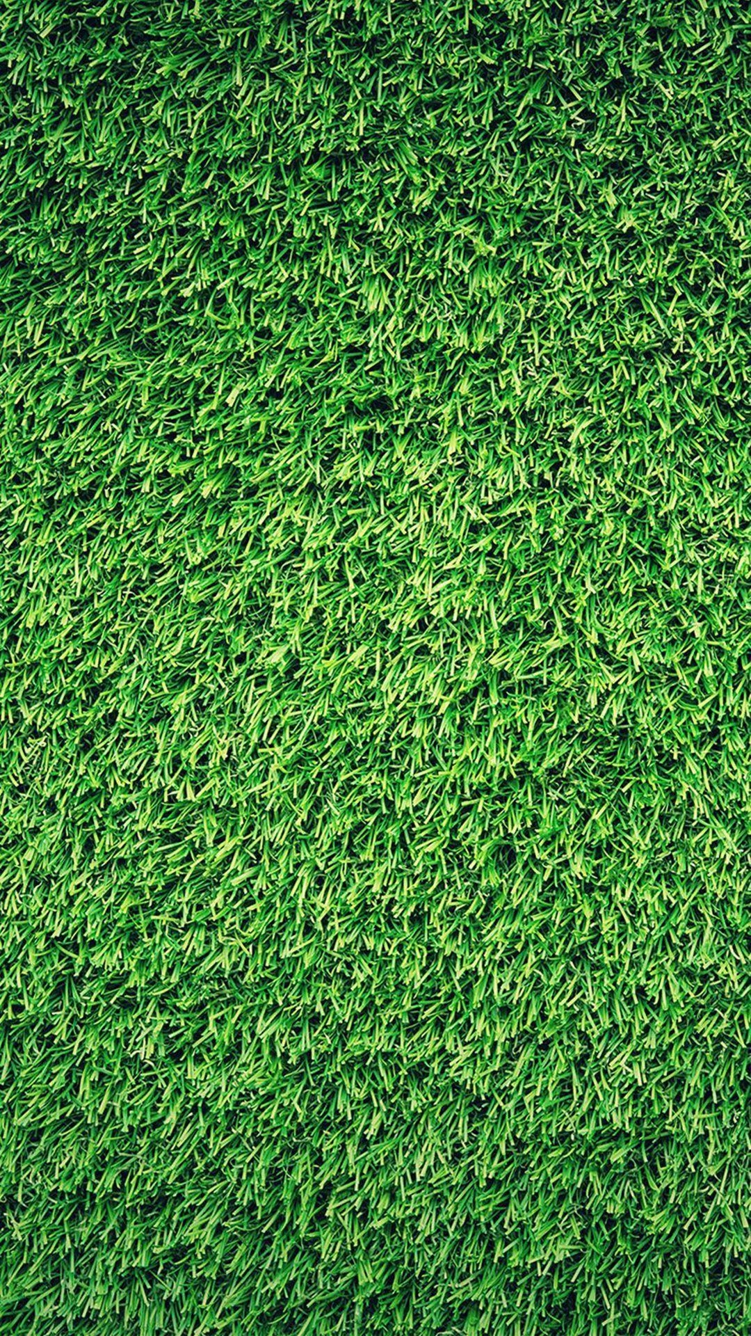 Gras, Natur, Dürre, grüner Rasen, Garten, 1080x1920 Full HD Handy