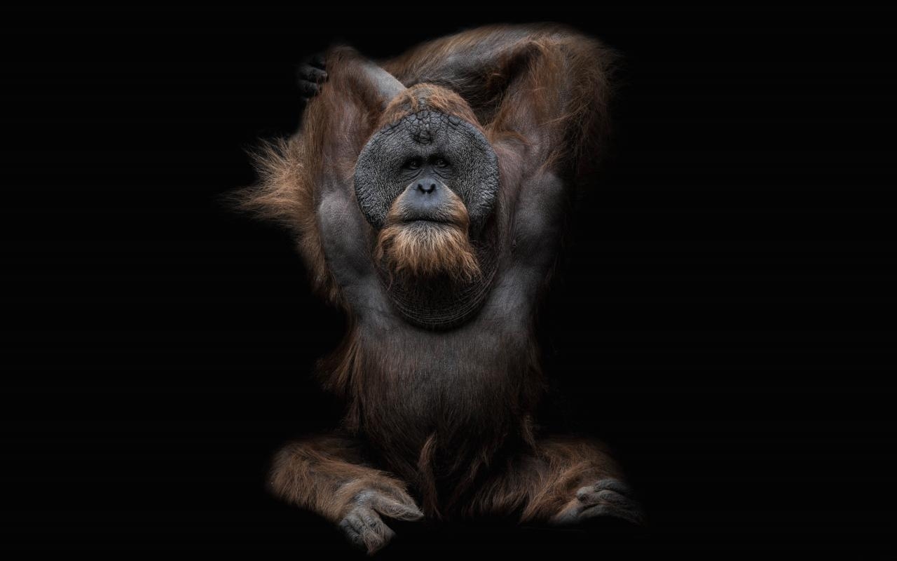 Orang-Utan, Desktop, Hintergrund, Tier, Primat, 1280x800 HD Desktop