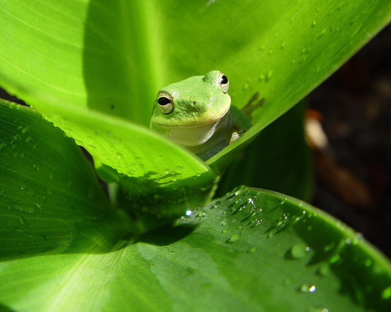 Frosch, Blatt, Natur, Lebewesen, Pflanzen, 1280x1030 HD Desktop