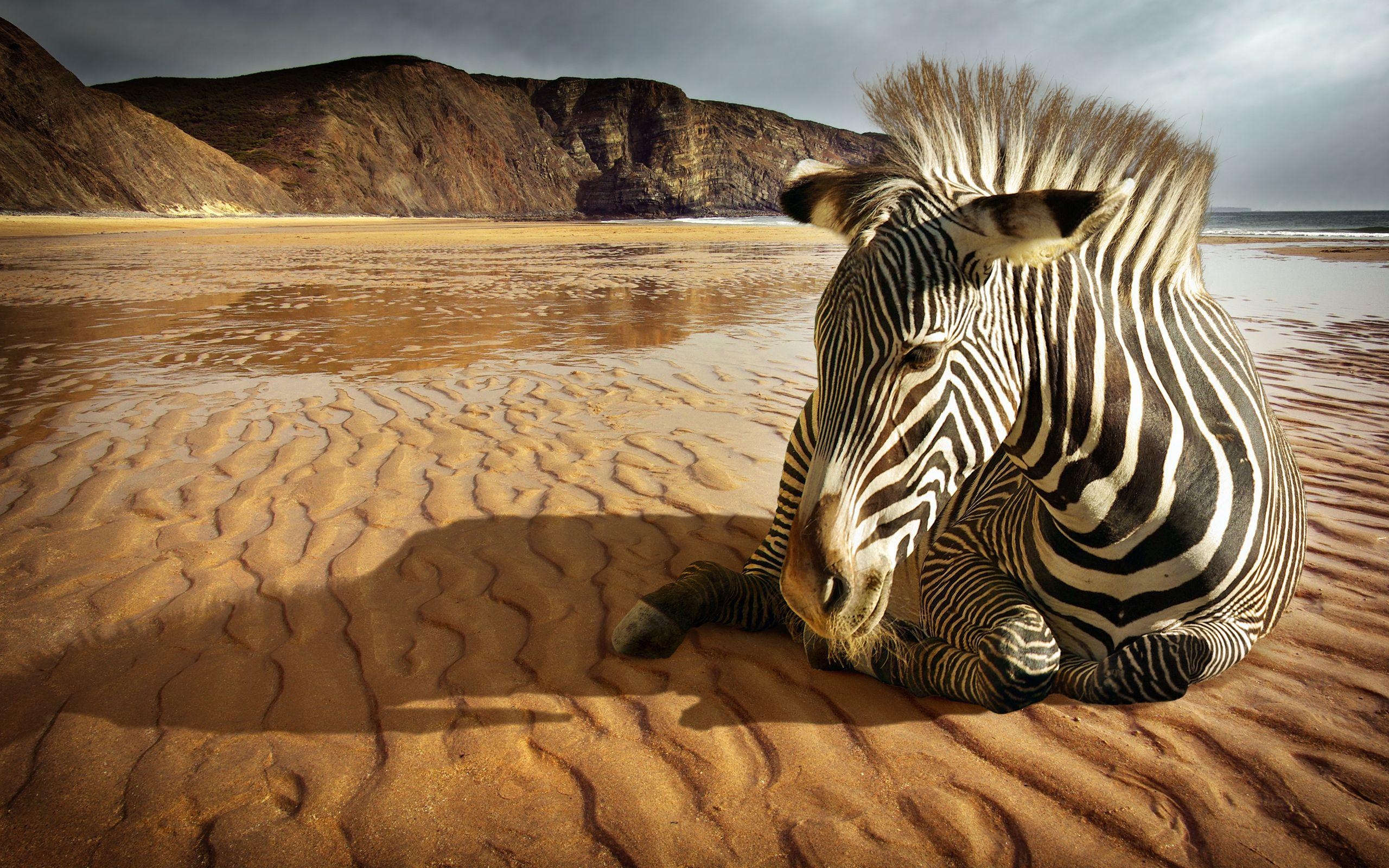 Zebra, Wilde Tiere, HD, Natur, Hintergrund, 2560x1600 HD Desktop