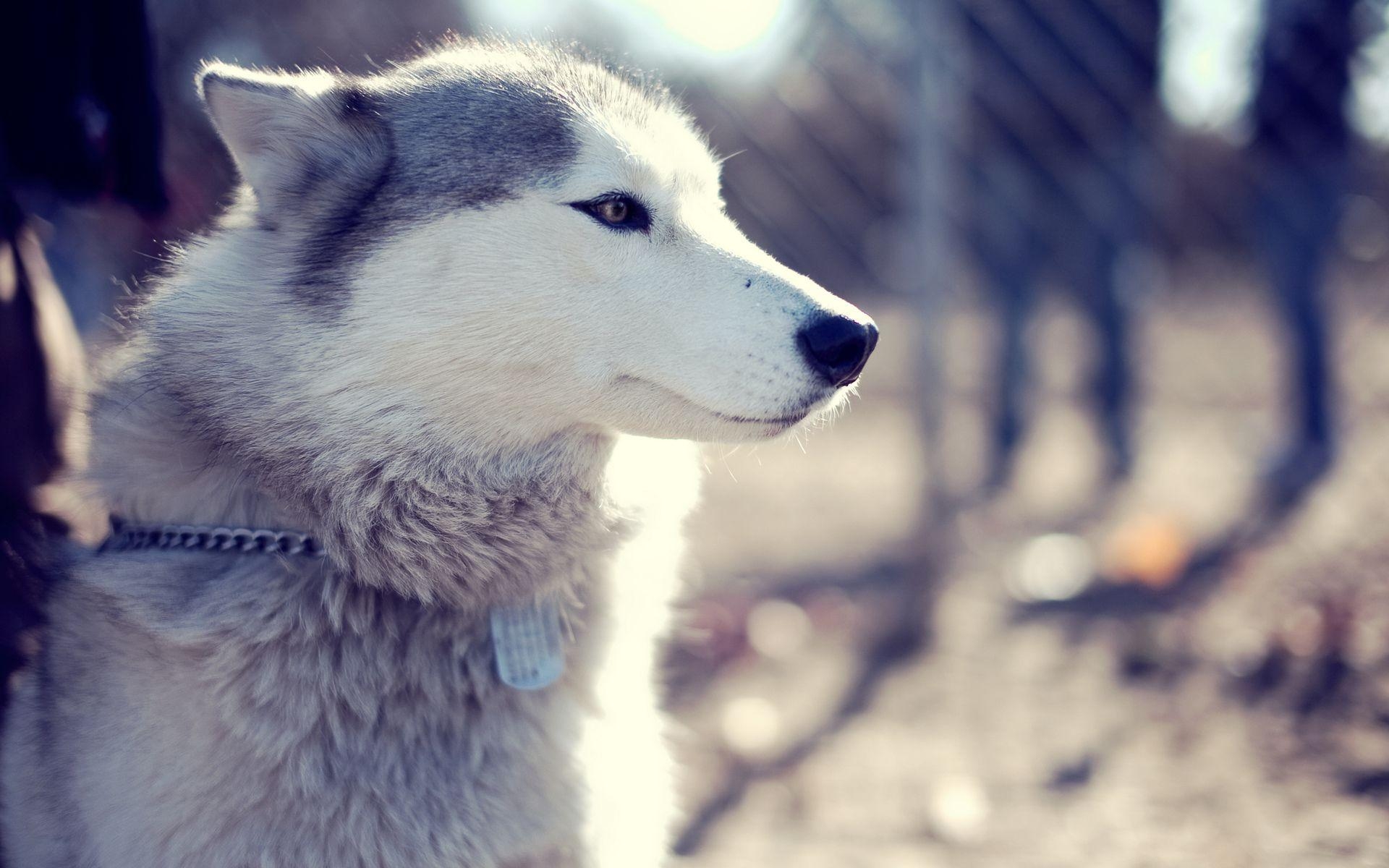 Sibirischer Husky, Hochauflösend, Desktop, Hund, Breitbild, 1920x1200 HD Desktop