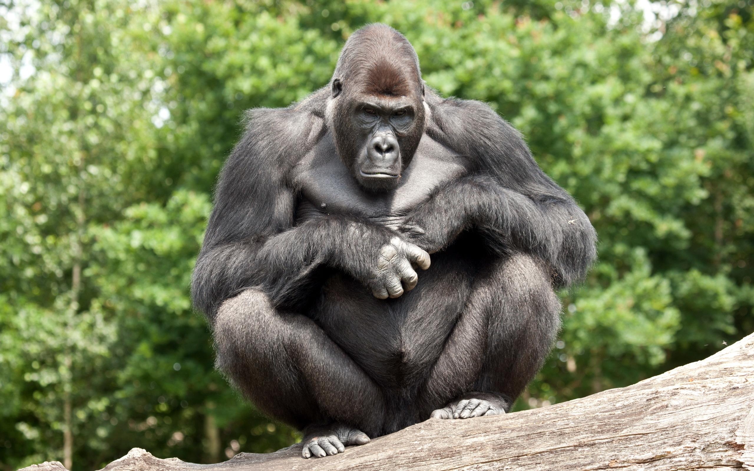 Gorilla, Hintergrundbild, Tier, HD Bild, Primat, 2560x1600 HD Desktop