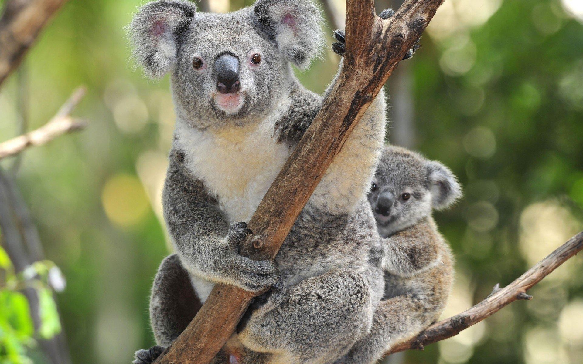 Koala, HD, Tier, Hintergrund, Australien, 1920x1200 HD Desktop