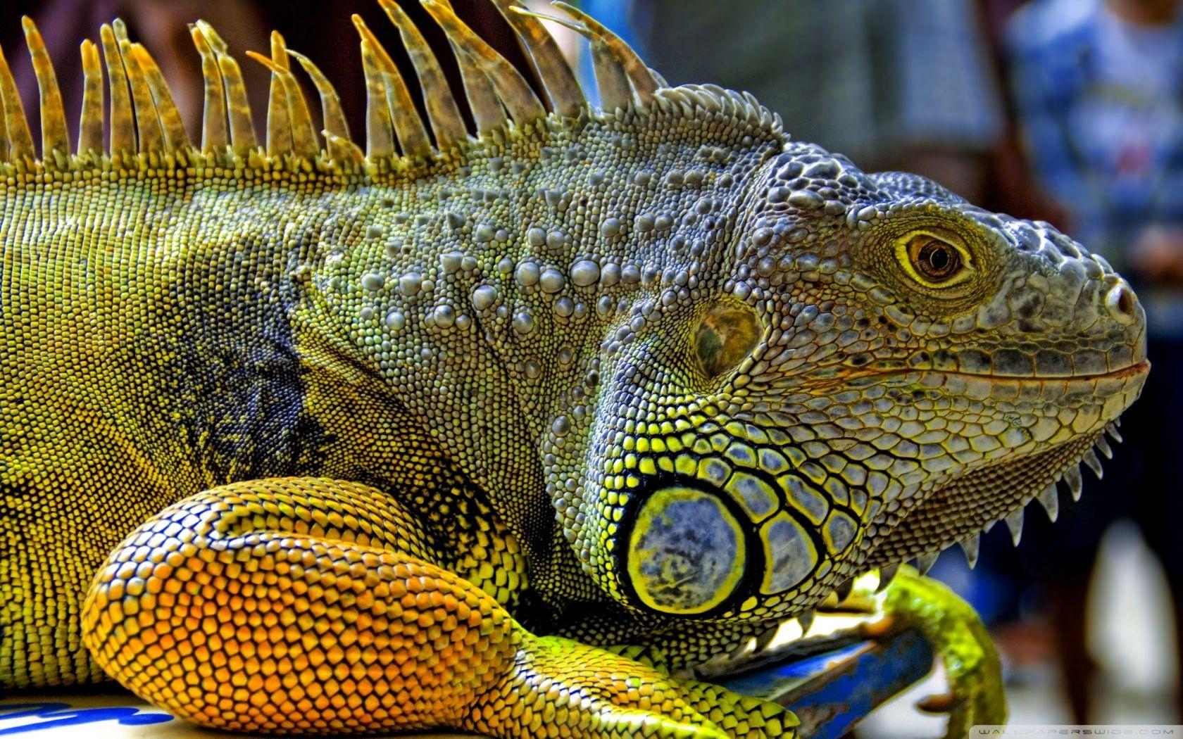 Iguana, HD, Reptilien, Tiere, Natur, 1680x1050 HD Desktop