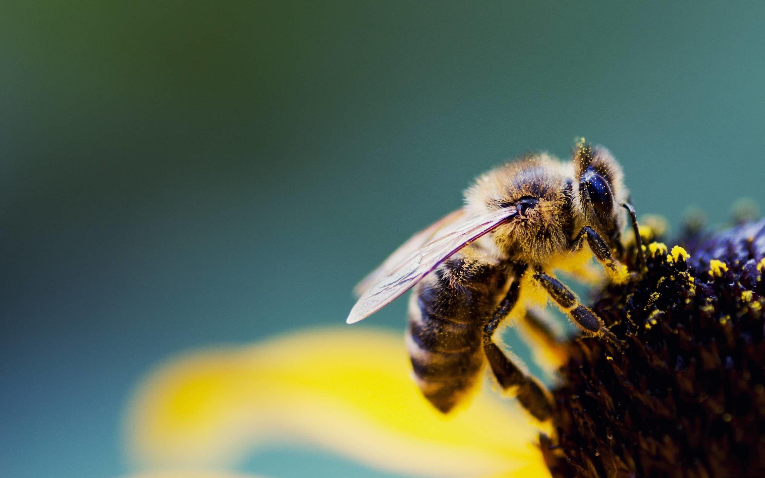 Biene, Tiere, Hintergrundbild, Insekten, Natur, 2560x1600 HD Desktop