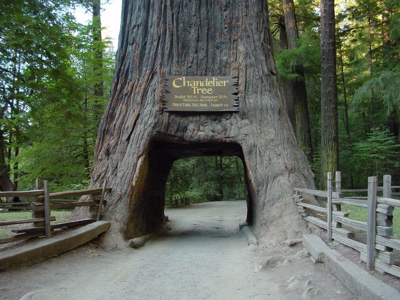 Unbegrenzt, Redwood, Nationalpark, Kalifornien, Schönheit, 1280x960 HD Desktop