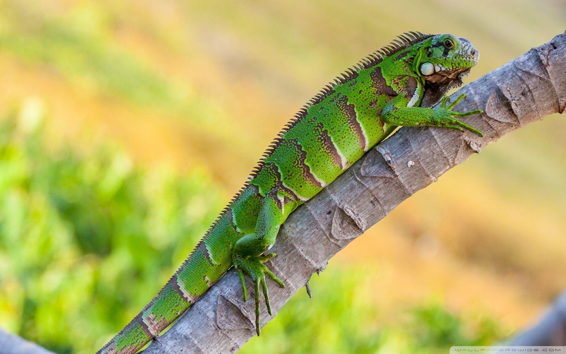 Iguana, 4K, HD, Desktop, Reptilien, 1920x1200 HD Desktop