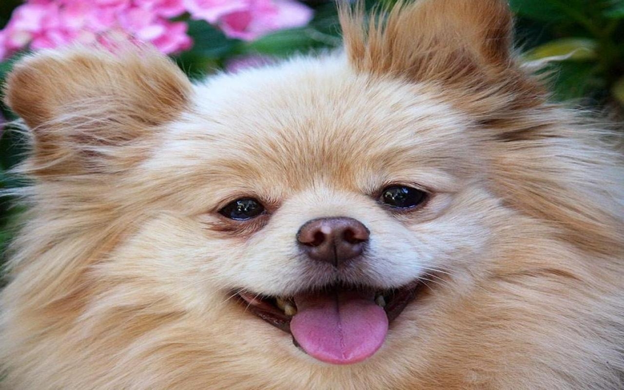 Pomeranian Hund, HD, 1080p, Bild, Hintergrund, 1280x800 HD Desktop