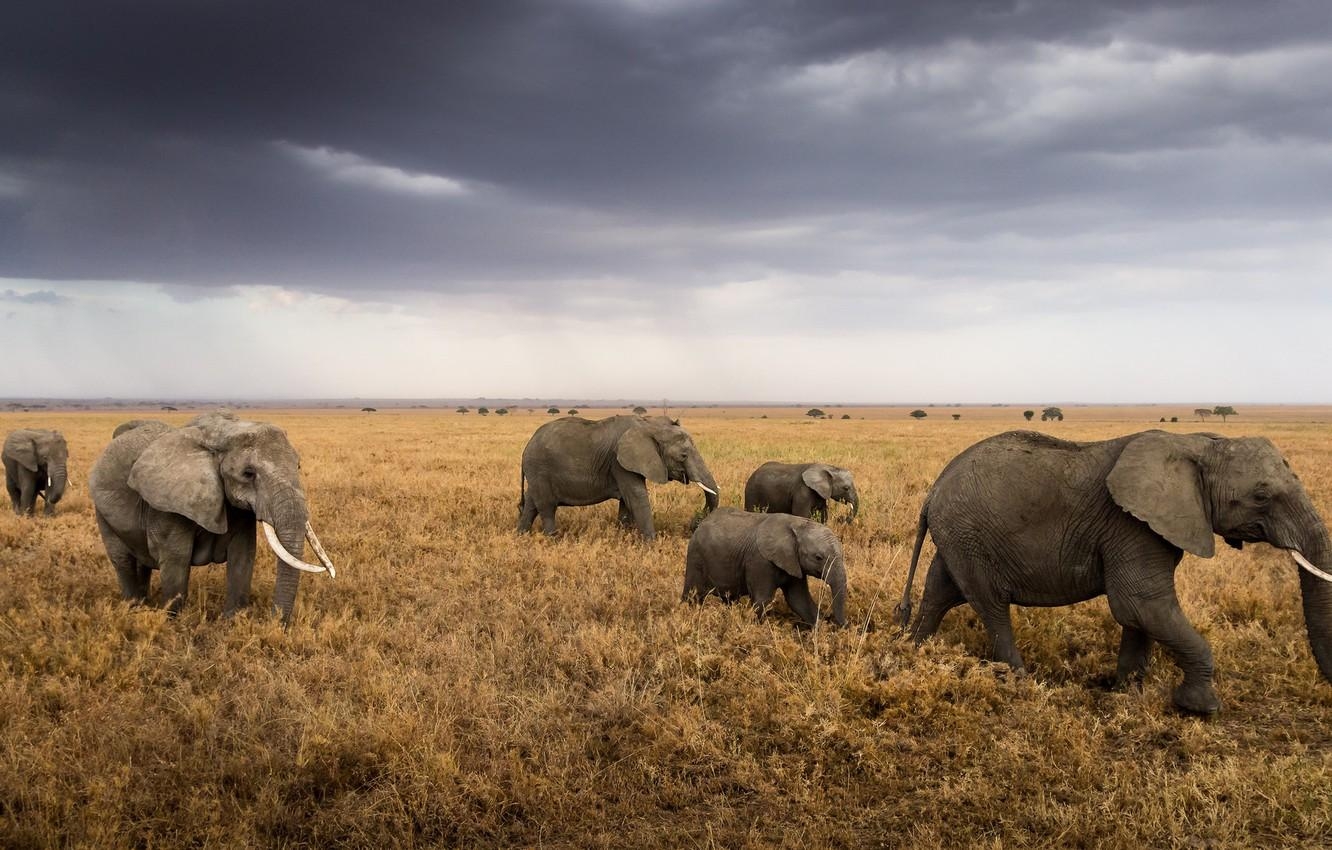 Elefantenherde, Serengeti, Tansania, Wildleben, Afrika, 1340x850 HD Desktop