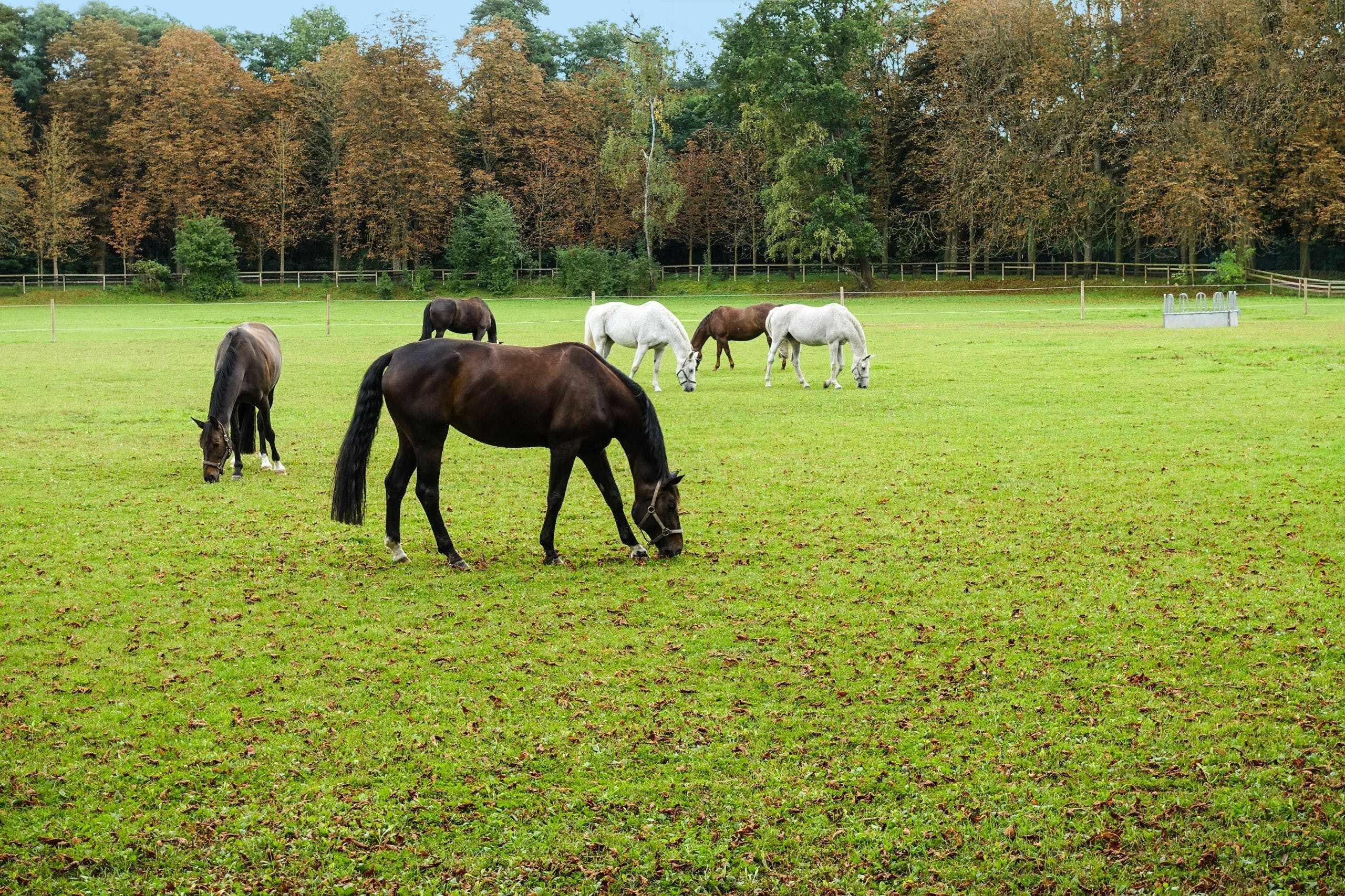 Pferde, Bauernhof, Grasland, Feld, HD Bild, 2560x1710 HD Desktop