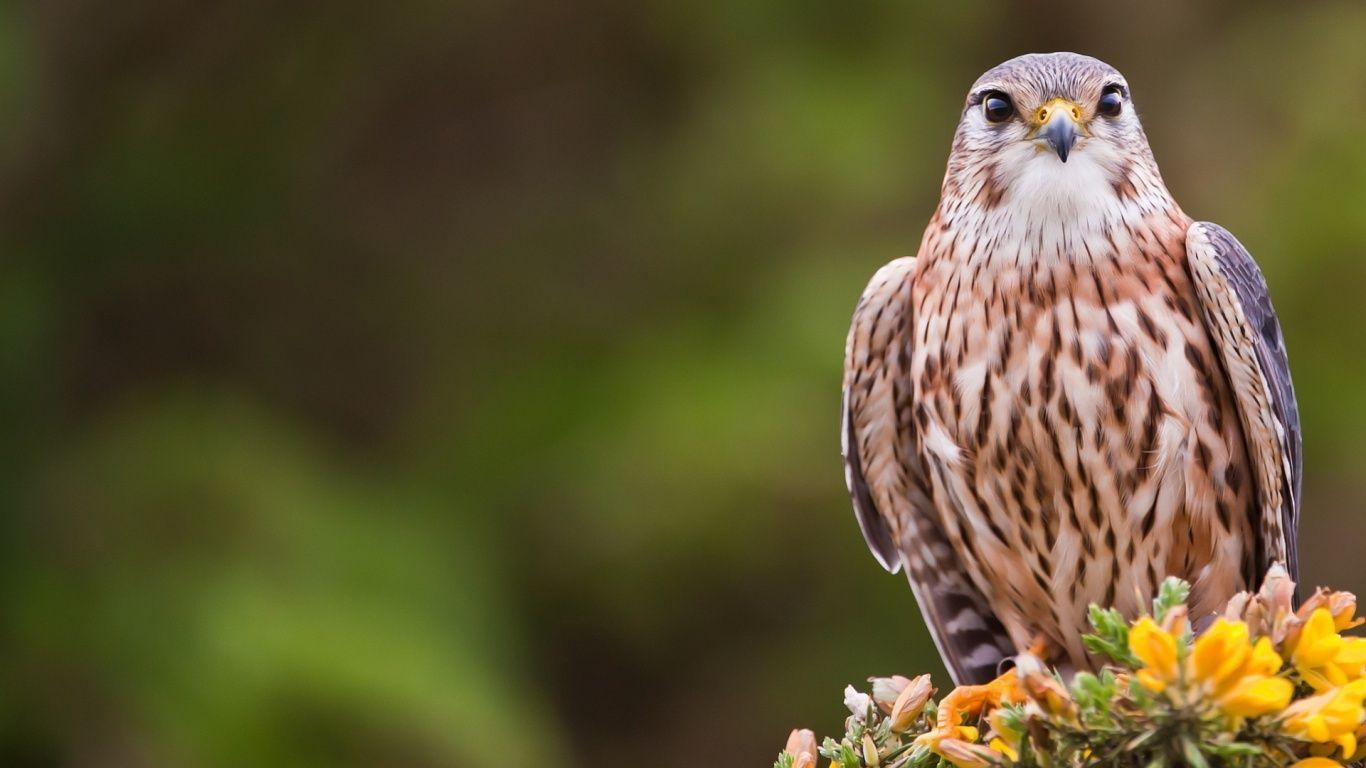 Vogel, Hintergrund, Natur, Tiere, Schönheit, 1370x770 HD Desktop