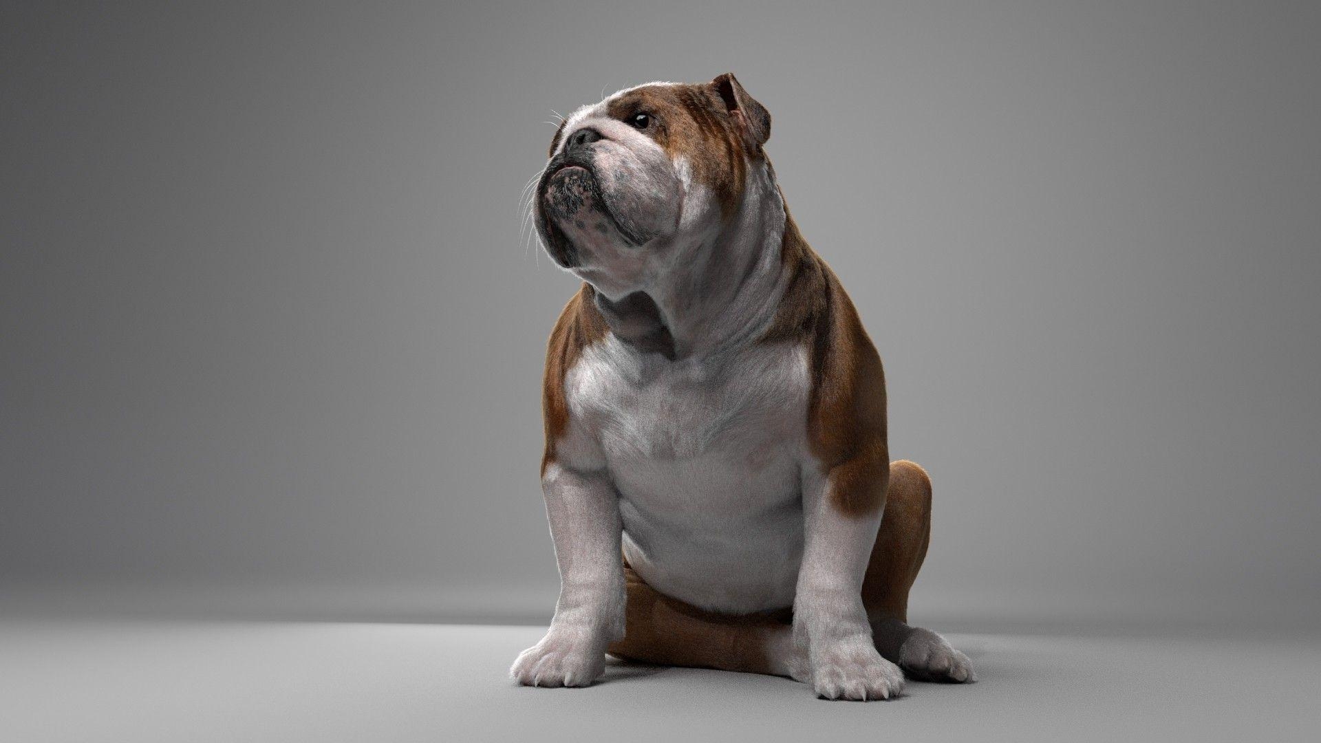 Bulldogge, Computer, Hintergrundbild, Hund, Desktop, 1920x1080 Full HD Desktop