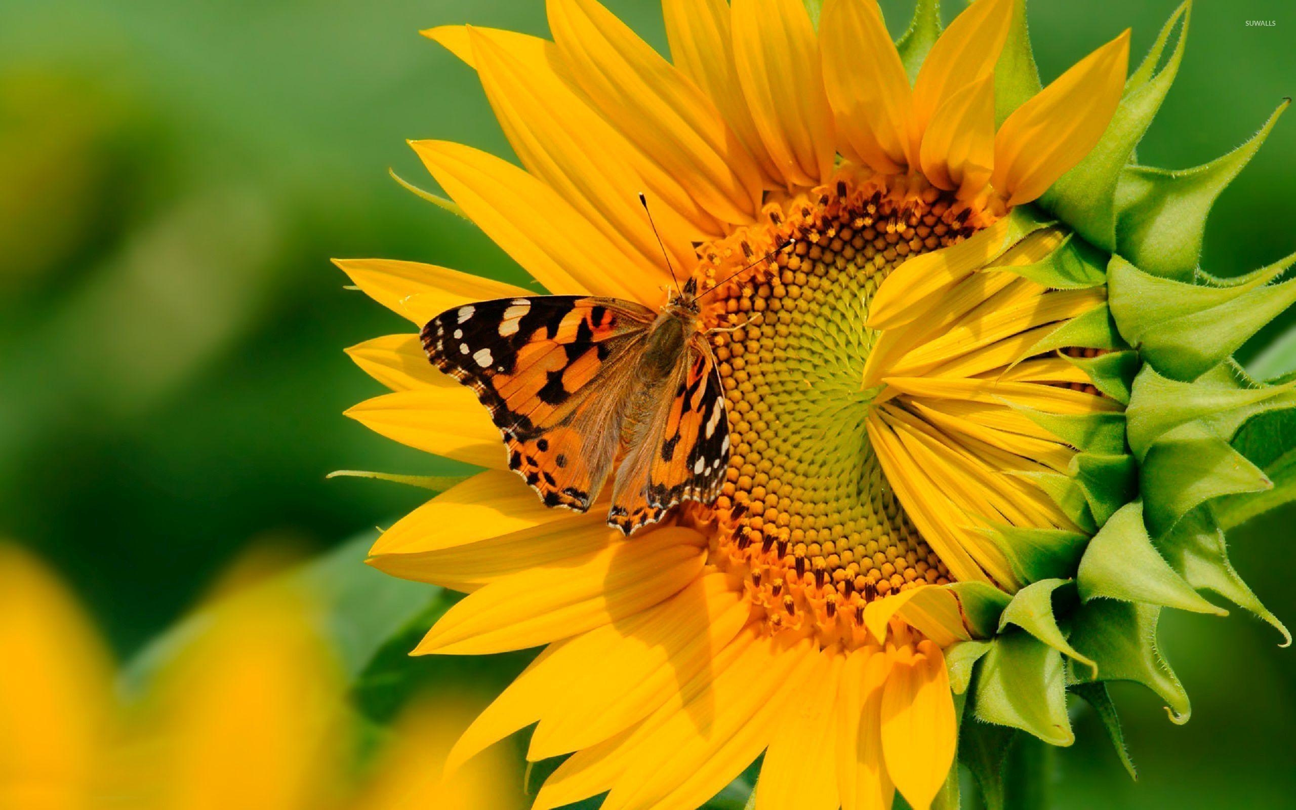 Sonnenblume, Schmetterling, Hintergrund, Natur, Bild, 2560x1600 HD Desktop