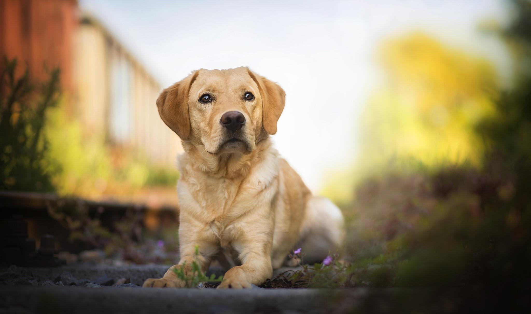 Labrador Retriever, HD, Tiere, 4K, Hintergrundbild, 2050x1220 HD Desktop