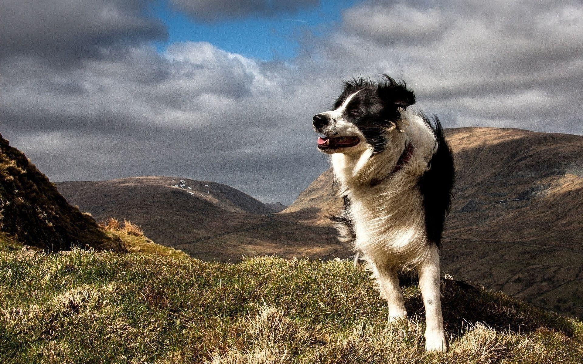 Border Collie, Tiere, Natur, Hund, Partner, 1920x1200 HD Desktop