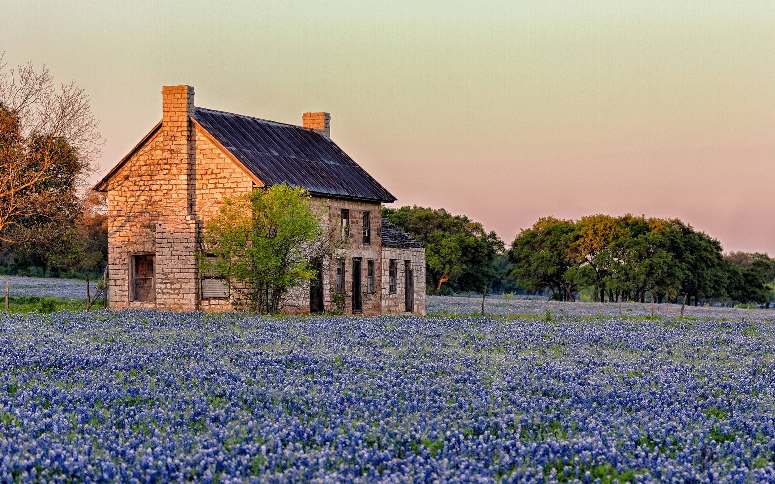 Bluebonnet, Natur, Texas, Blume, Bild, 2560x1600 HD Desktop