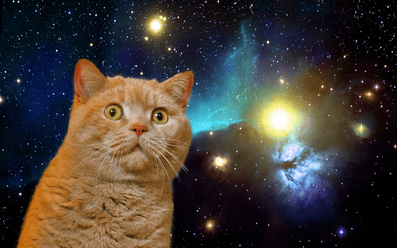 Weltraum Katze, Galaxie, Mystisch, Astronomisch, Kreativ, 1280x800 HD Desktop